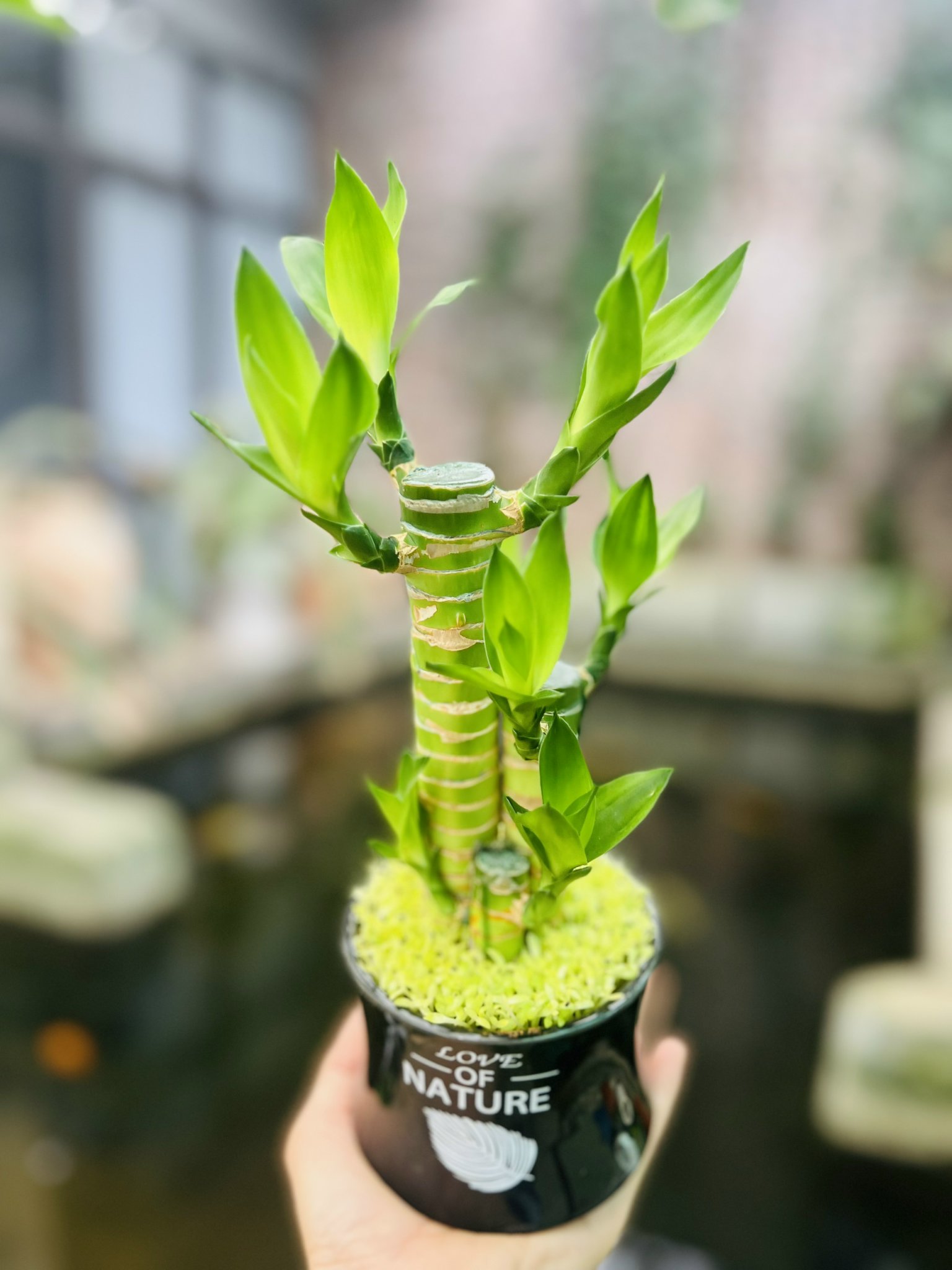 z5049941887421_9cc3b880dcbc90f61e365b9e167ddcc9