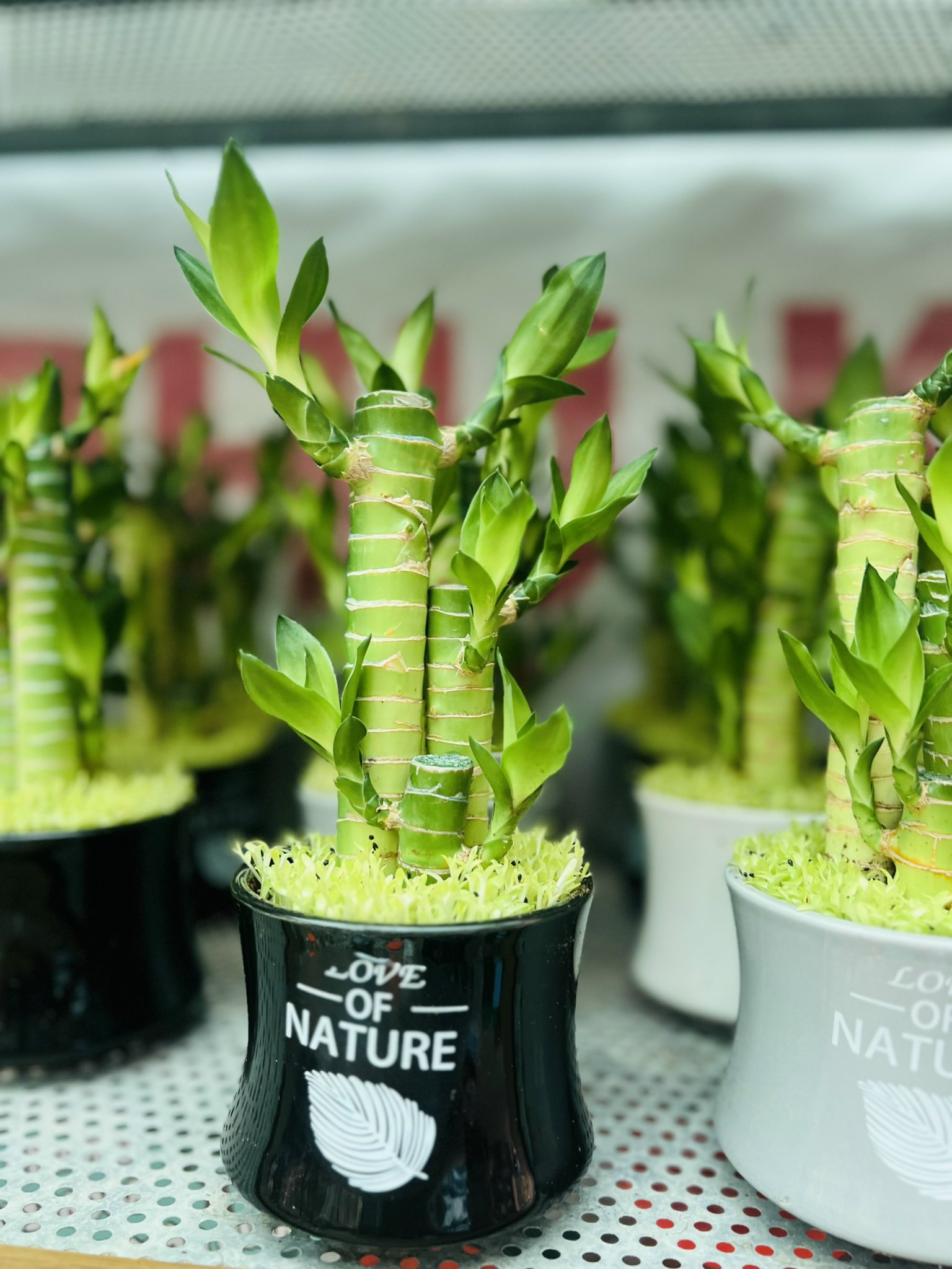 z5049941888383_aeb4a958da84b3e1cacad6f6a81061d3