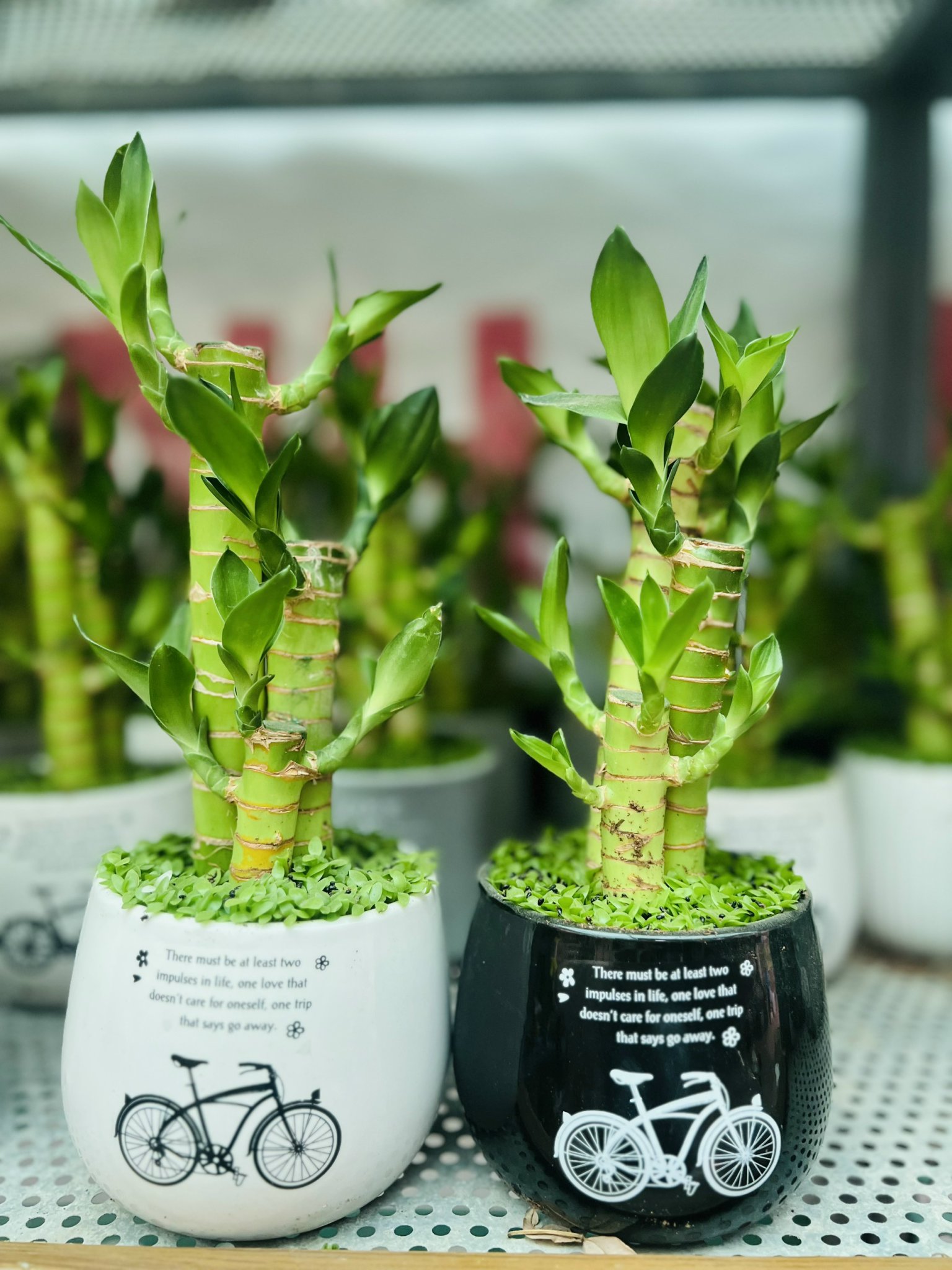 z5049941889679_1cb9cb974be4faee57b72d47c6488fa3