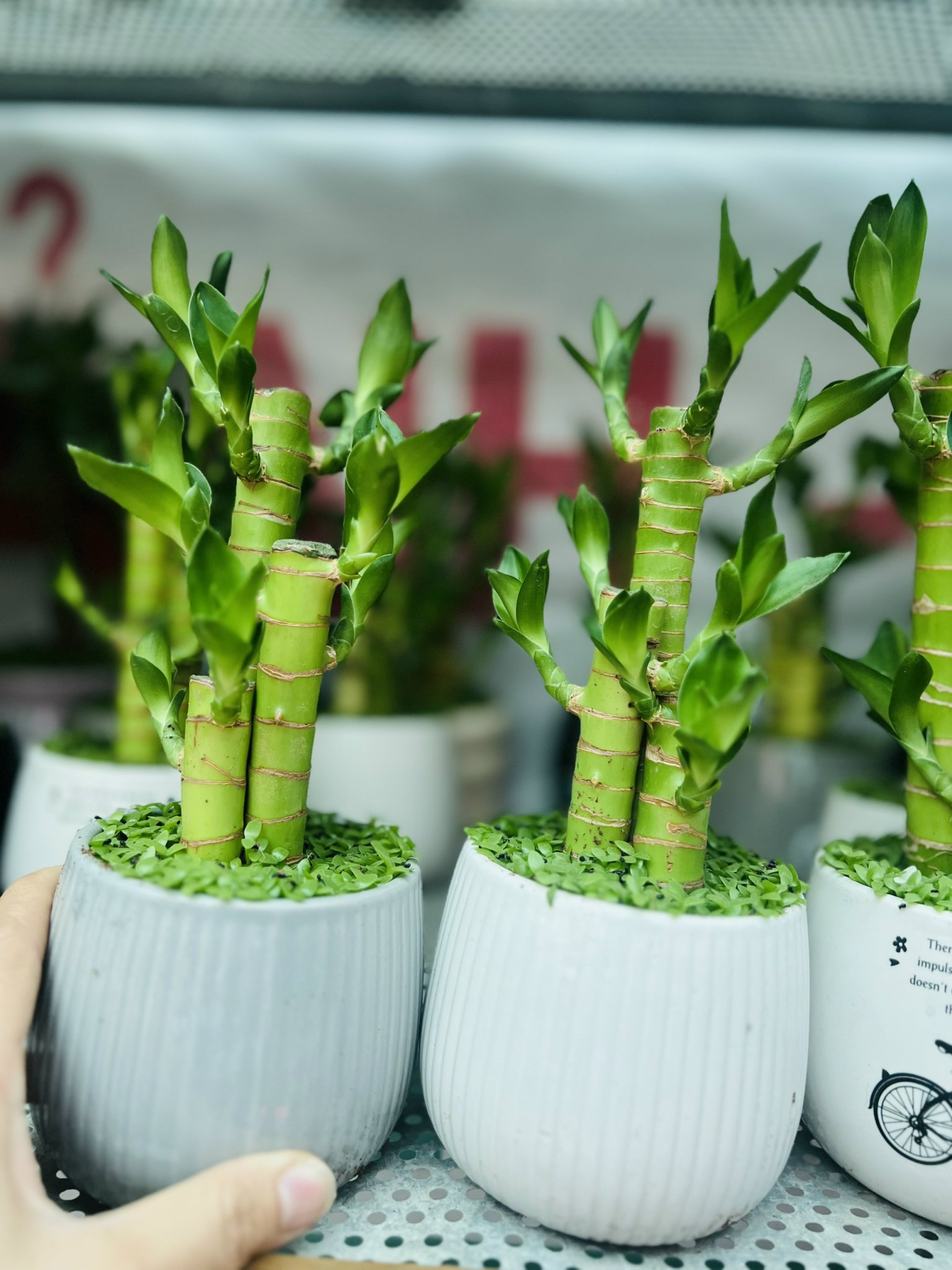 z5049941893814_0e06cb9127956fd62a0f9c4267c244c4