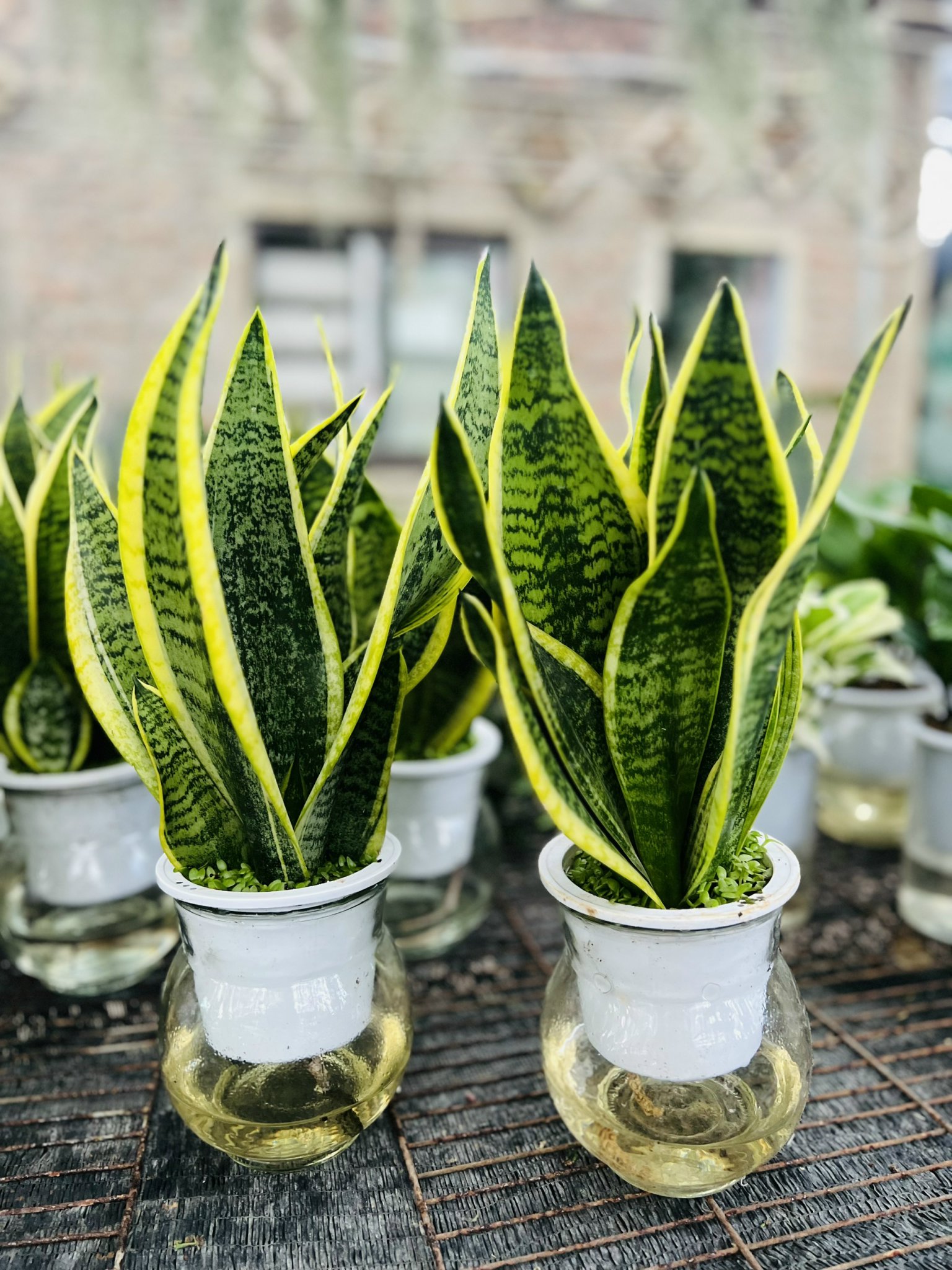 z5049948313572_b35f42939d7dfc24c3aae2ed53973d66