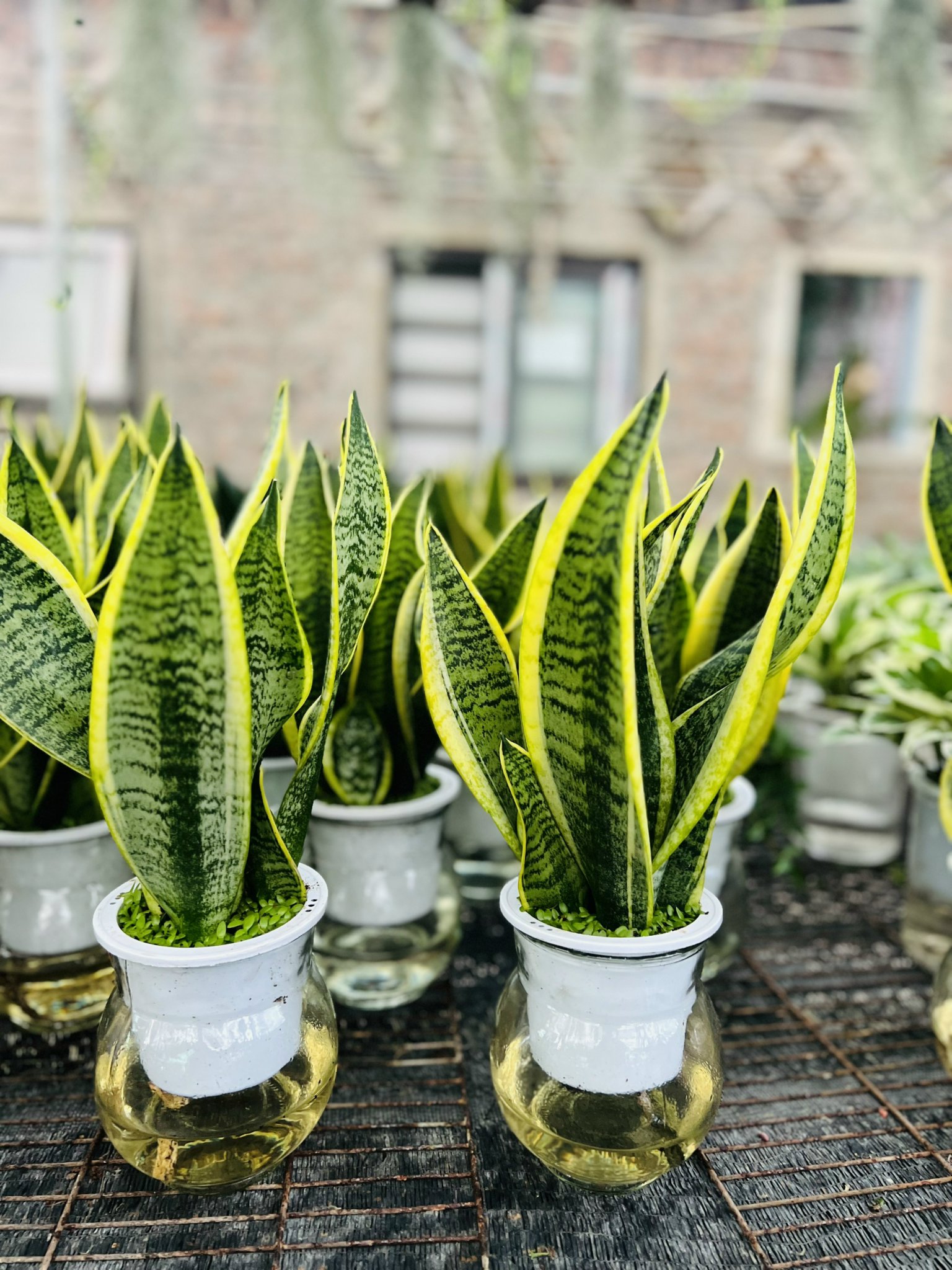 z5049948324205_95bb06f0d87bff812f9e3c99fb984411