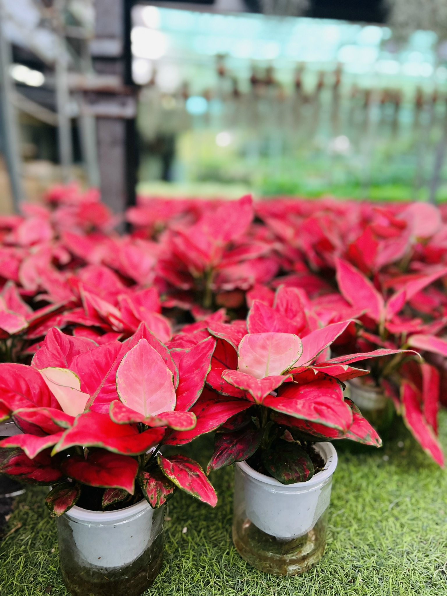 z5049950220176_614314f2638a49ba9cf3cab1cfb0ed55