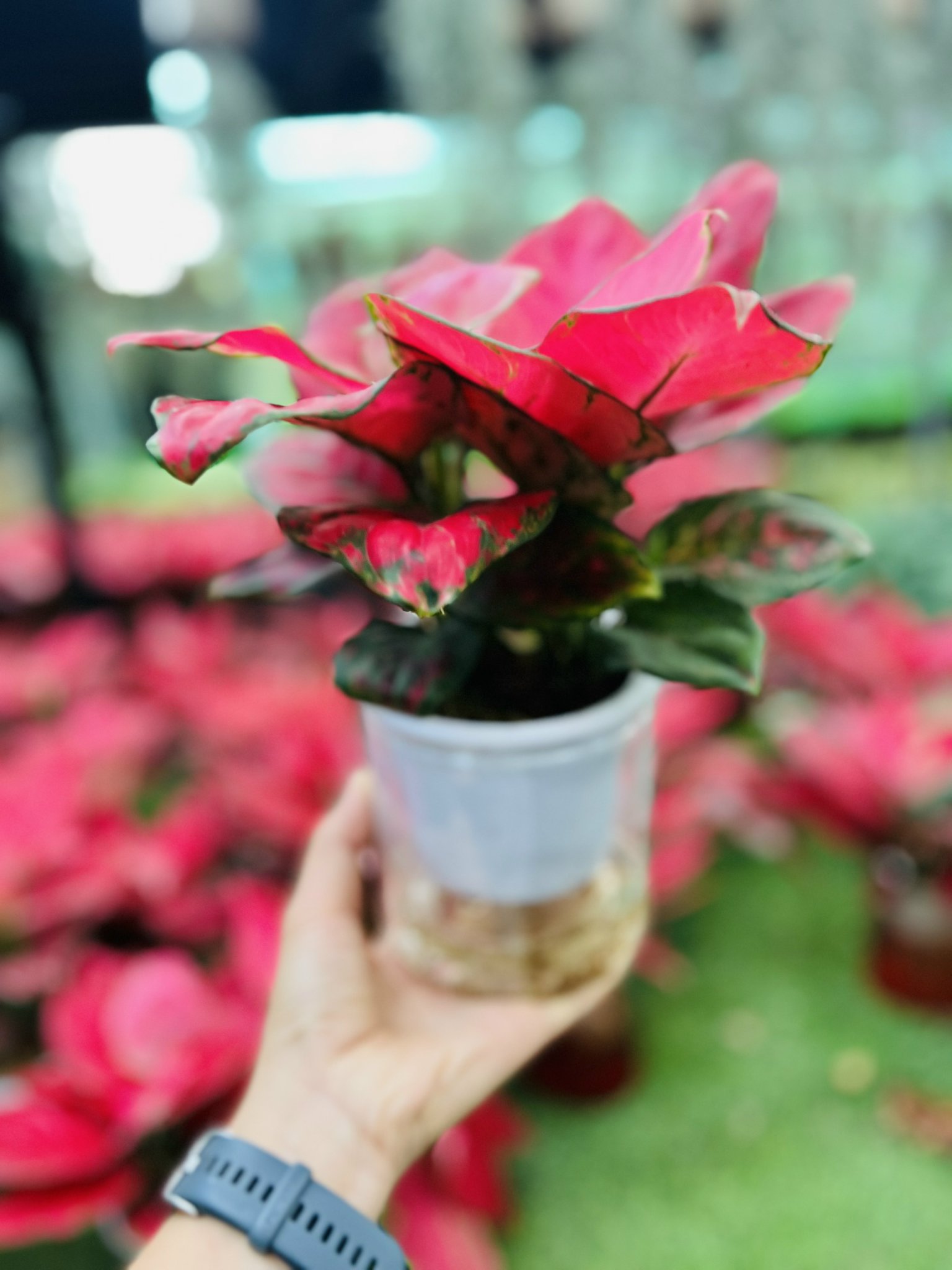 z5049950224677_f926ed2396c28dc6ab0de8ba29c5d82e