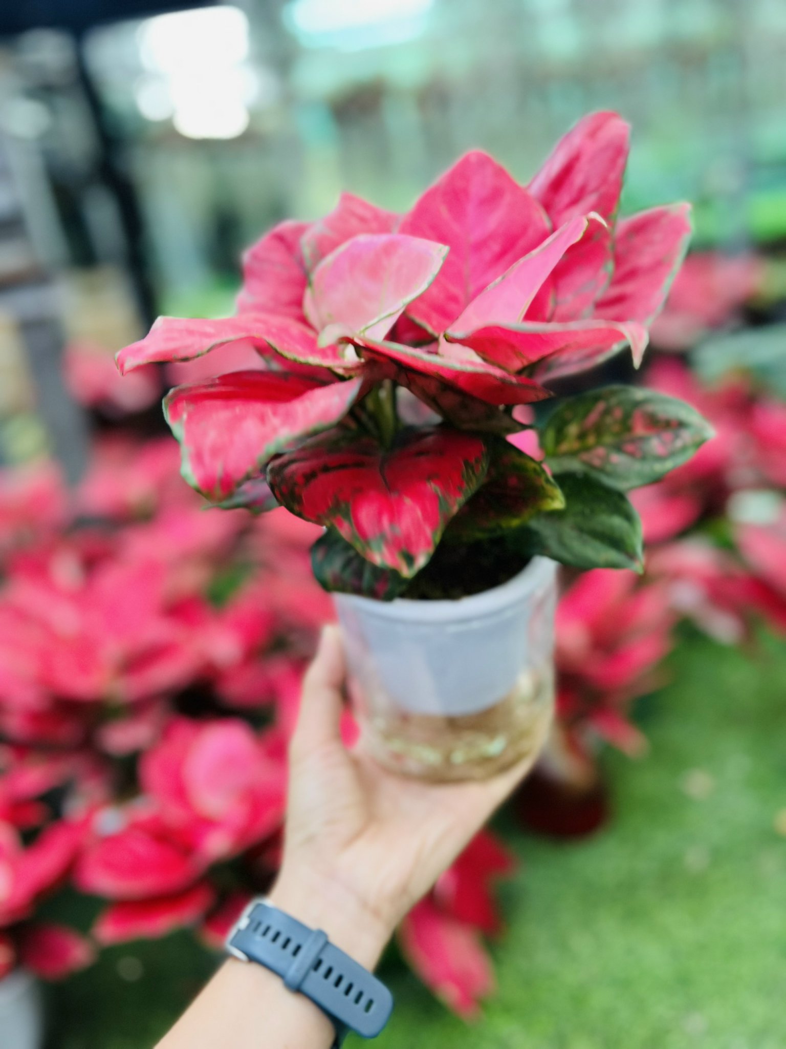 z5049950227837_a7c2338f77f9308816ba7d6cc8ad3a3d