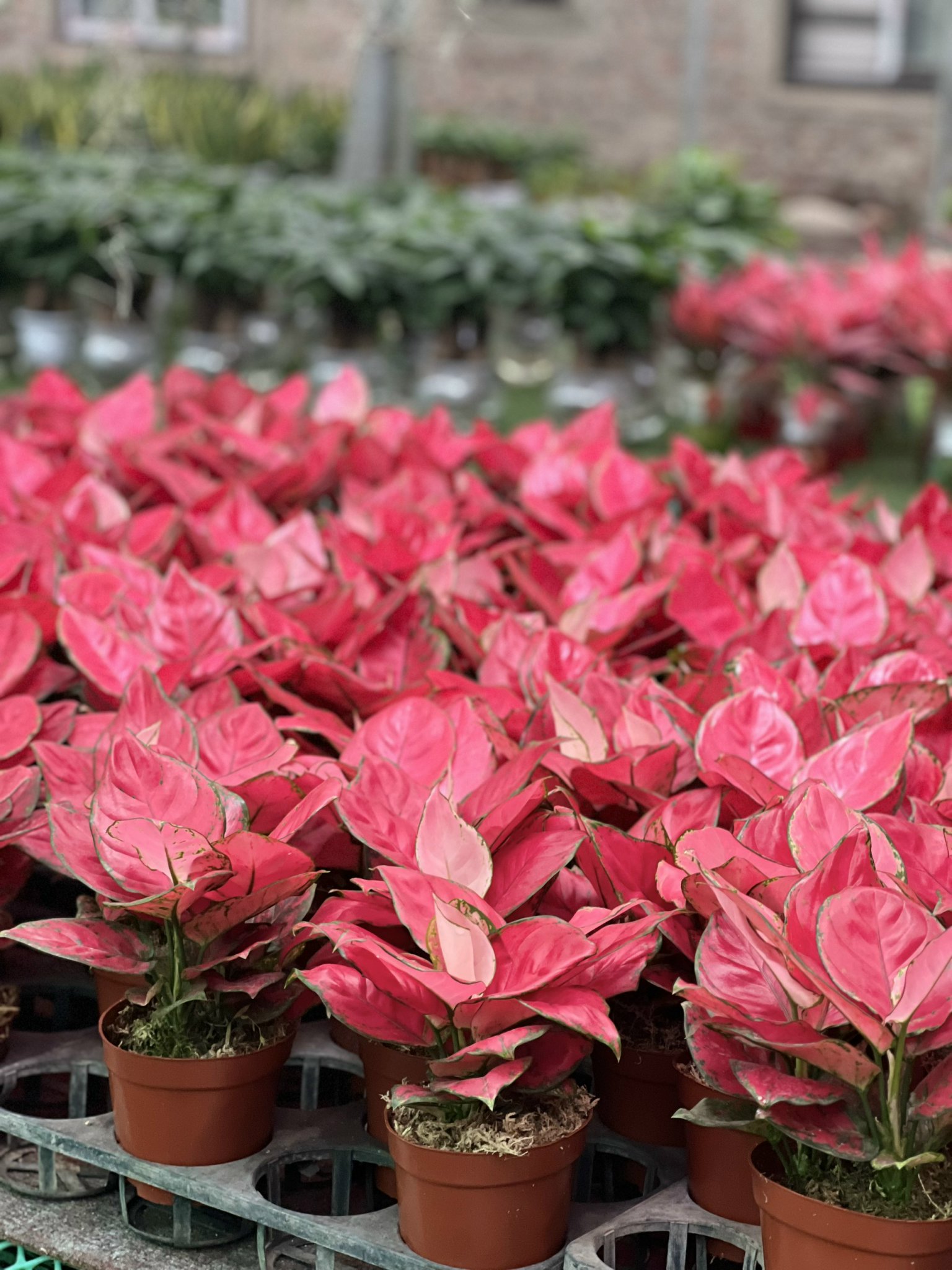 z5050042304599_3ad5d780f9949f4070fd2556c557864d