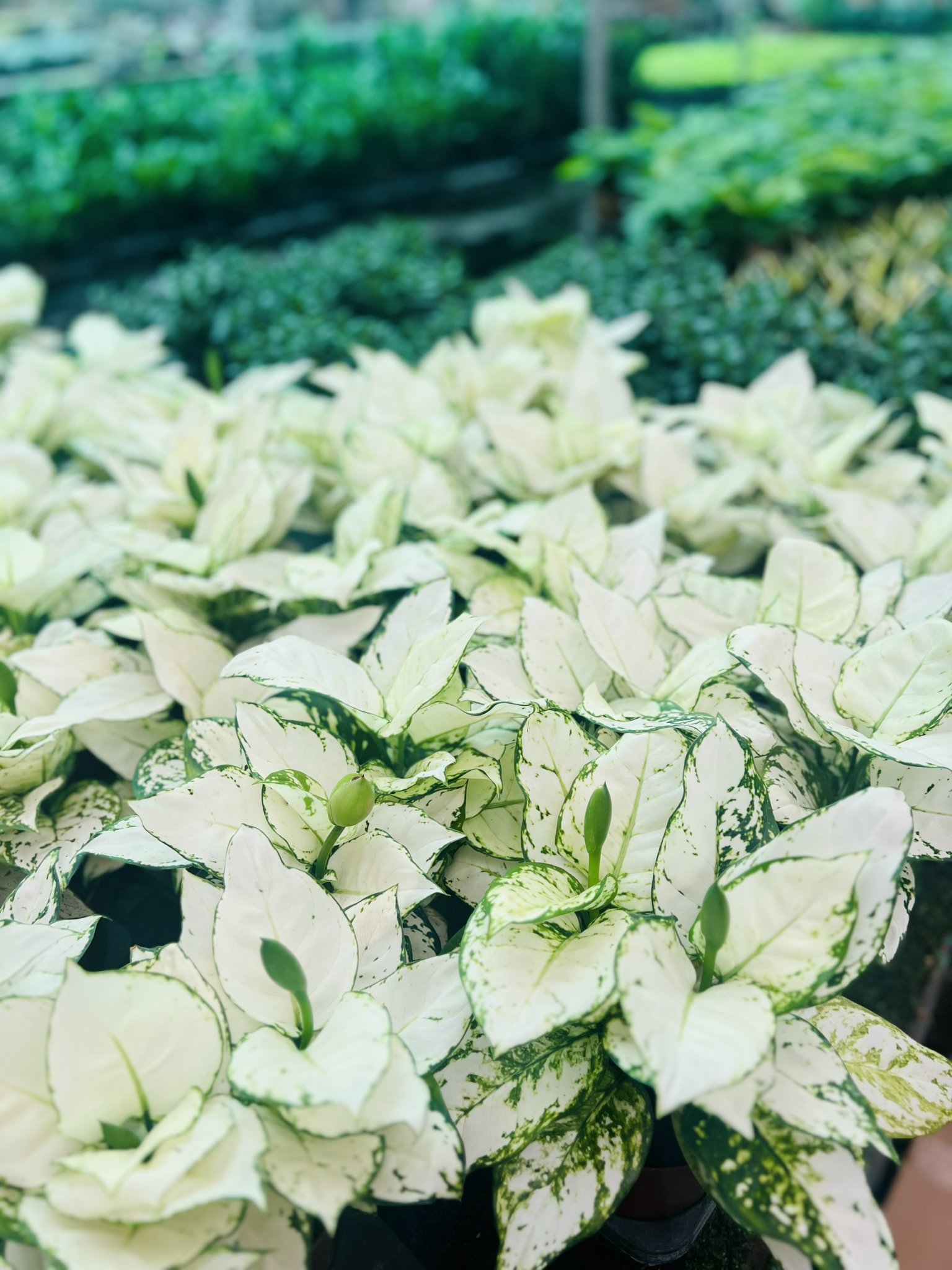 z5050048059302_504fb70973a07e581319aaa5465e7634