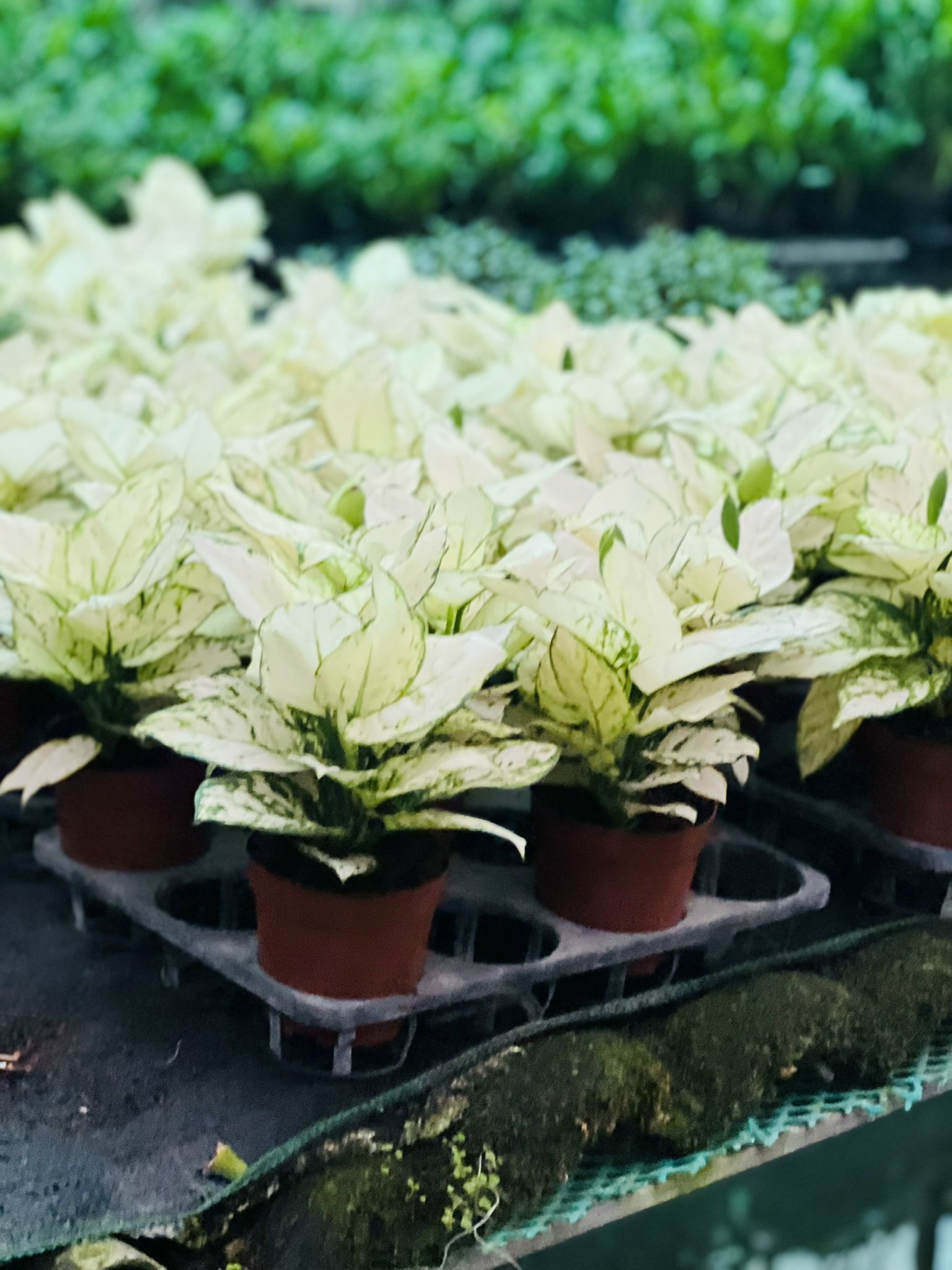 z5050048092609_b05111d7acf0a0ebc53233d20077b0c6