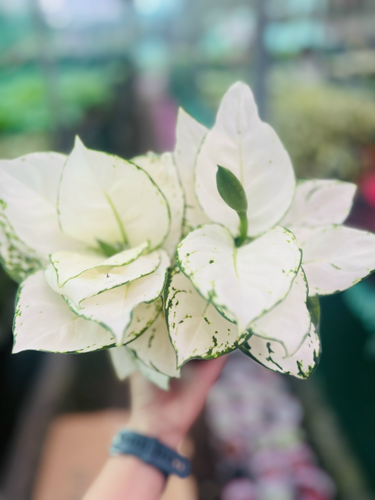 z5050048096911_86021142508b3e862e53c3d4359c9456