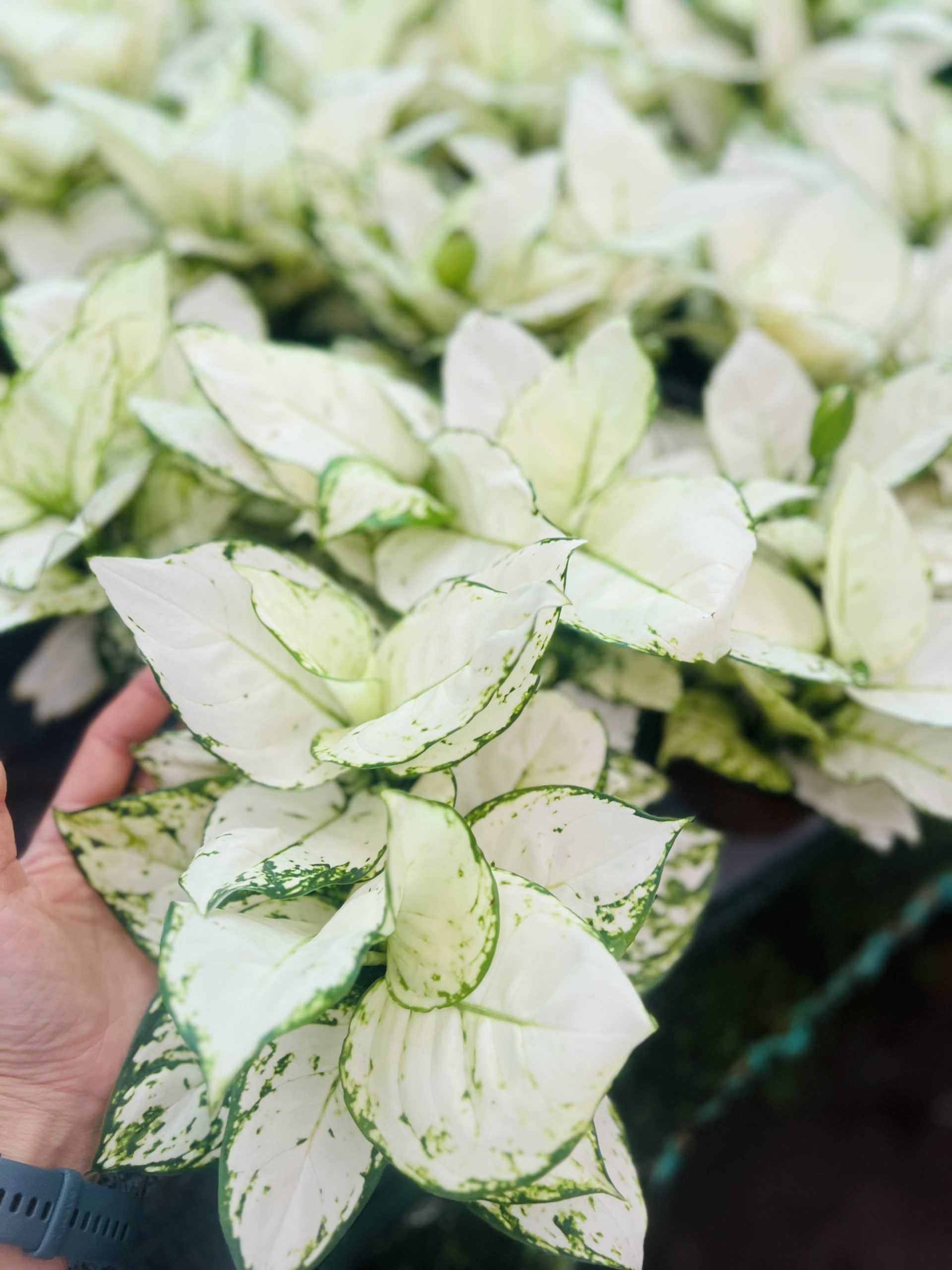 z5050048116982_9a6d883539a5017abed57c2b7828b806