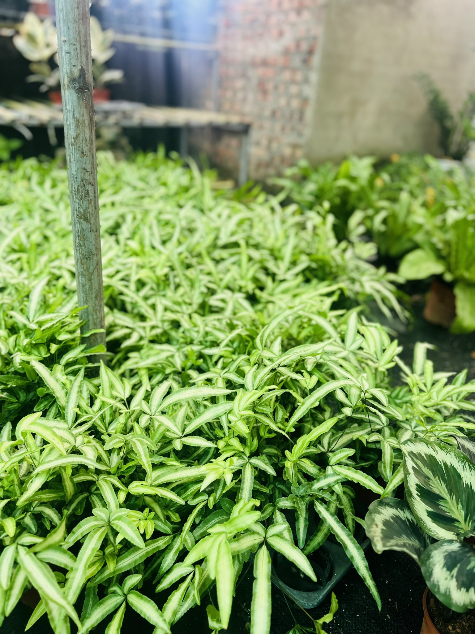 z5050062281777_c930c71d6387fa806808606b93f52102