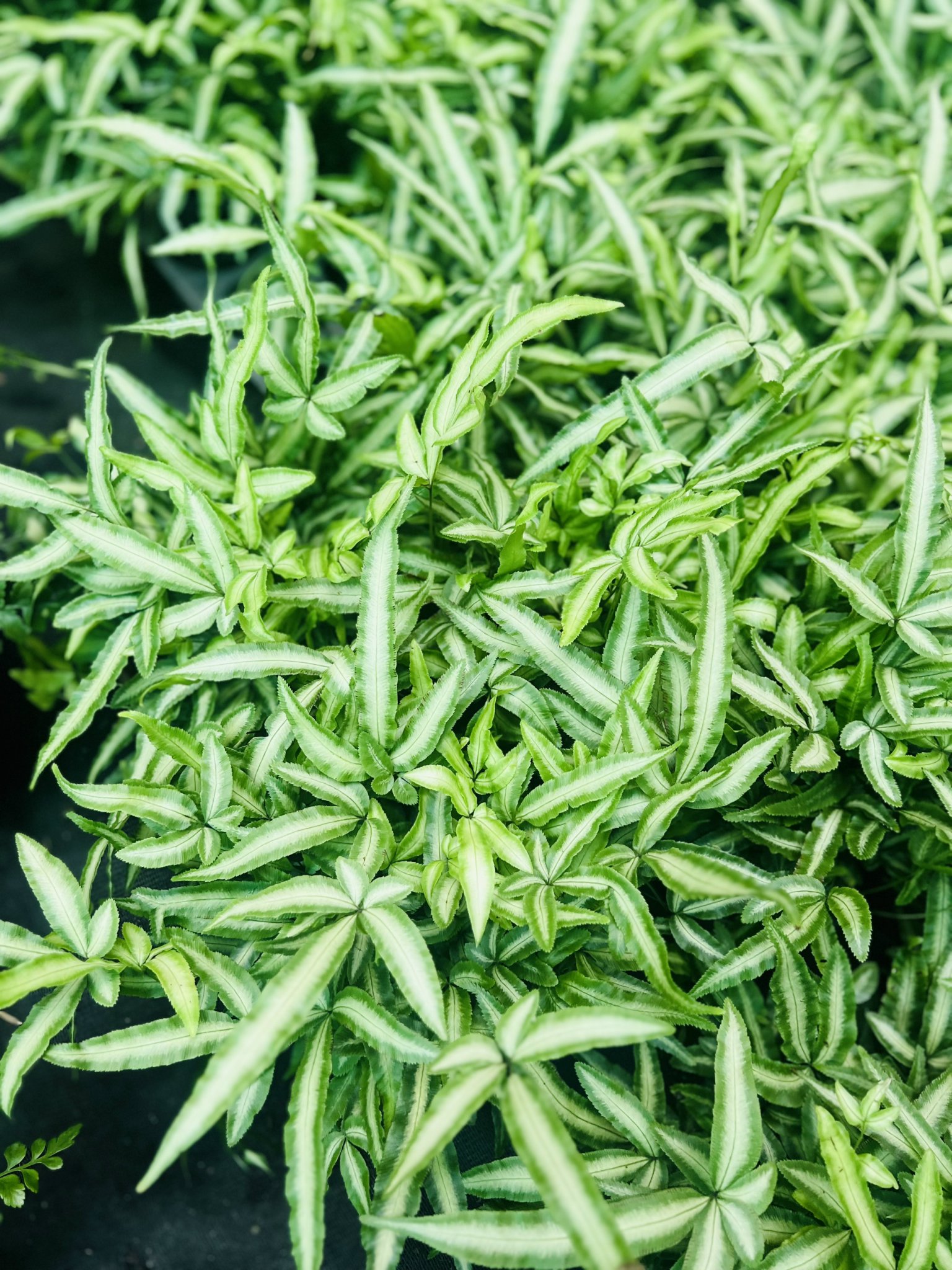 z5050062385801_893c9e2b23a8614ee77820622e22ea6b