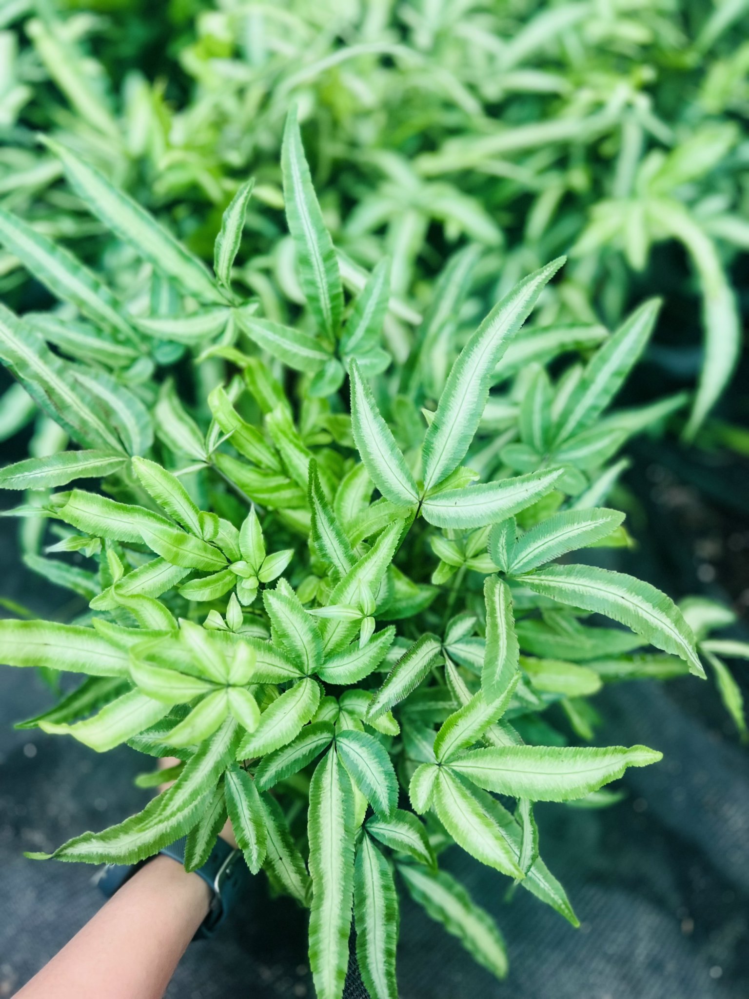 z5050062470702_18a7686b62544b3051ad8f90eb995722