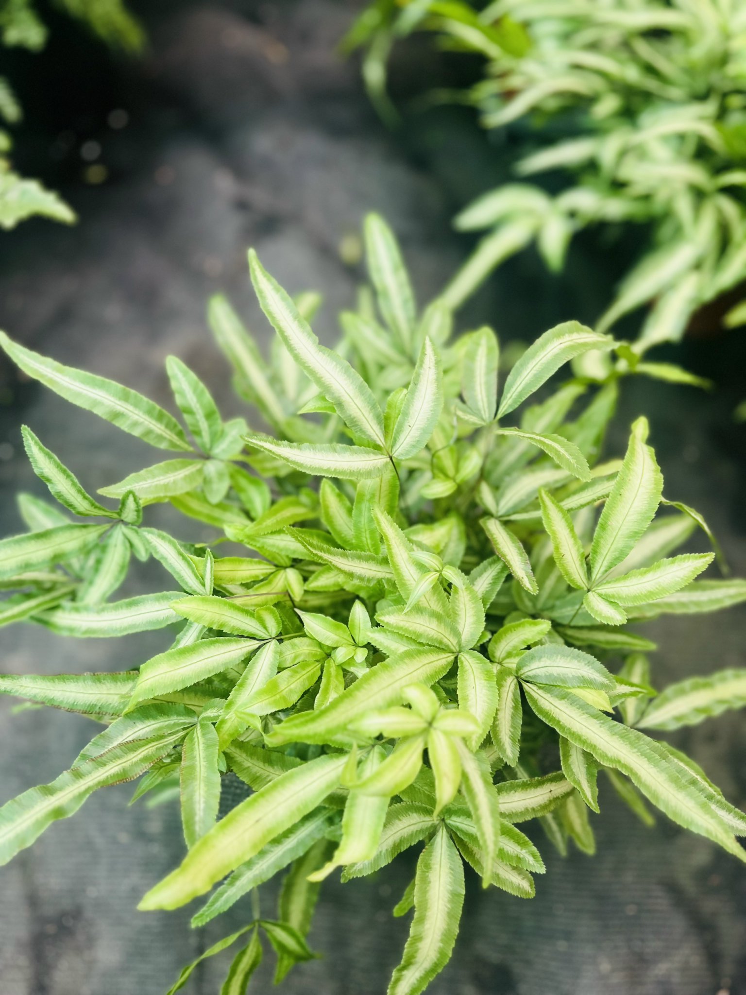 z5050062644121_8fb4b195c13aa1f3edd1e937b09dd0db