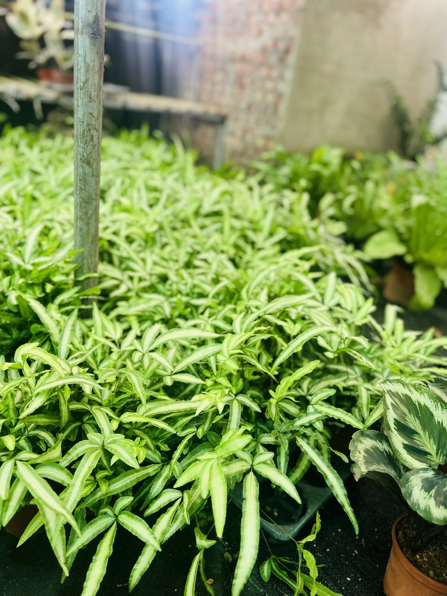 z5050062751882_ed07cb2802f6f71b7f45e7a2528879a5