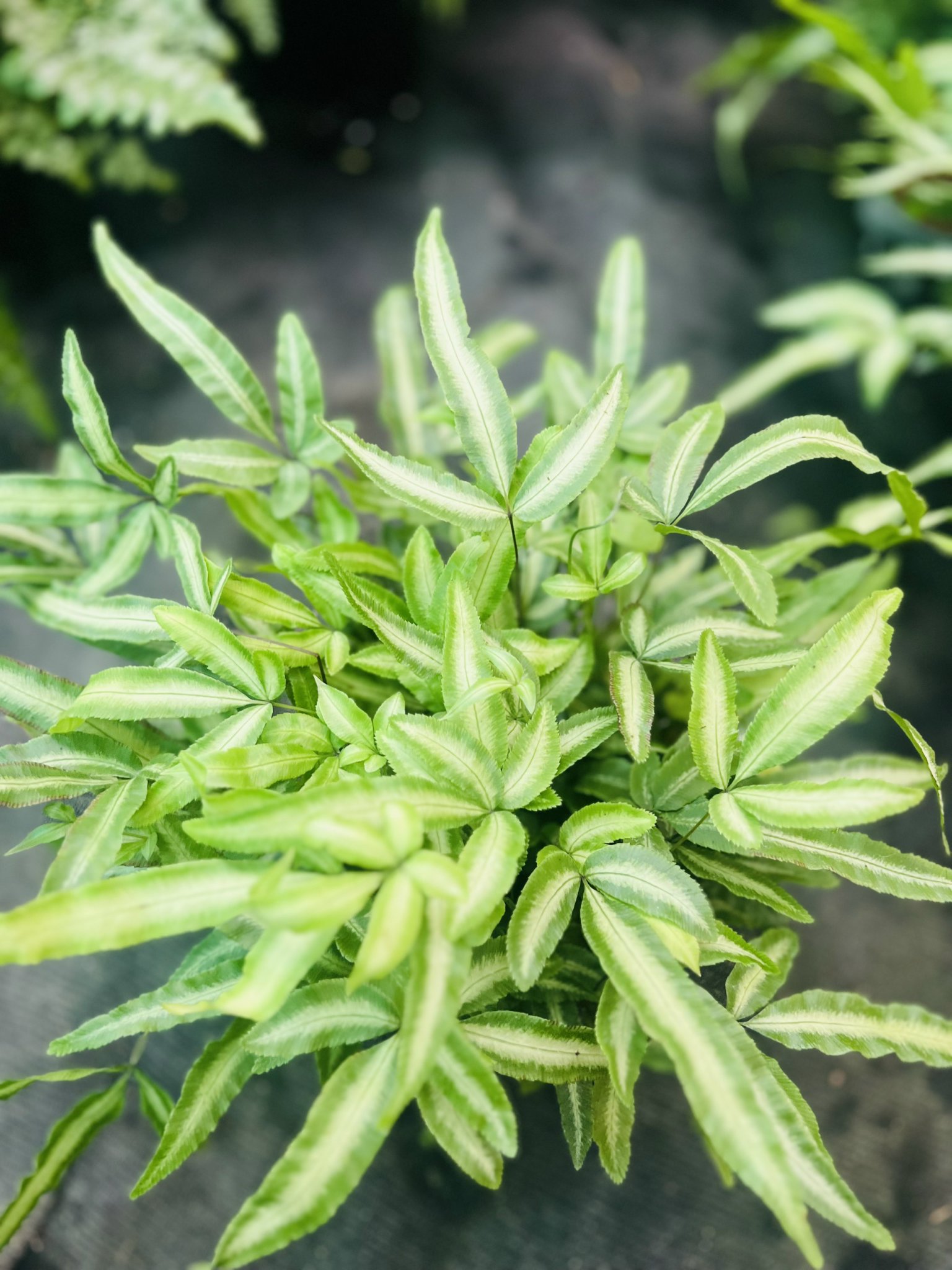 z5050062824136_da7d02af1f9f13370fc08ad796c1da9a