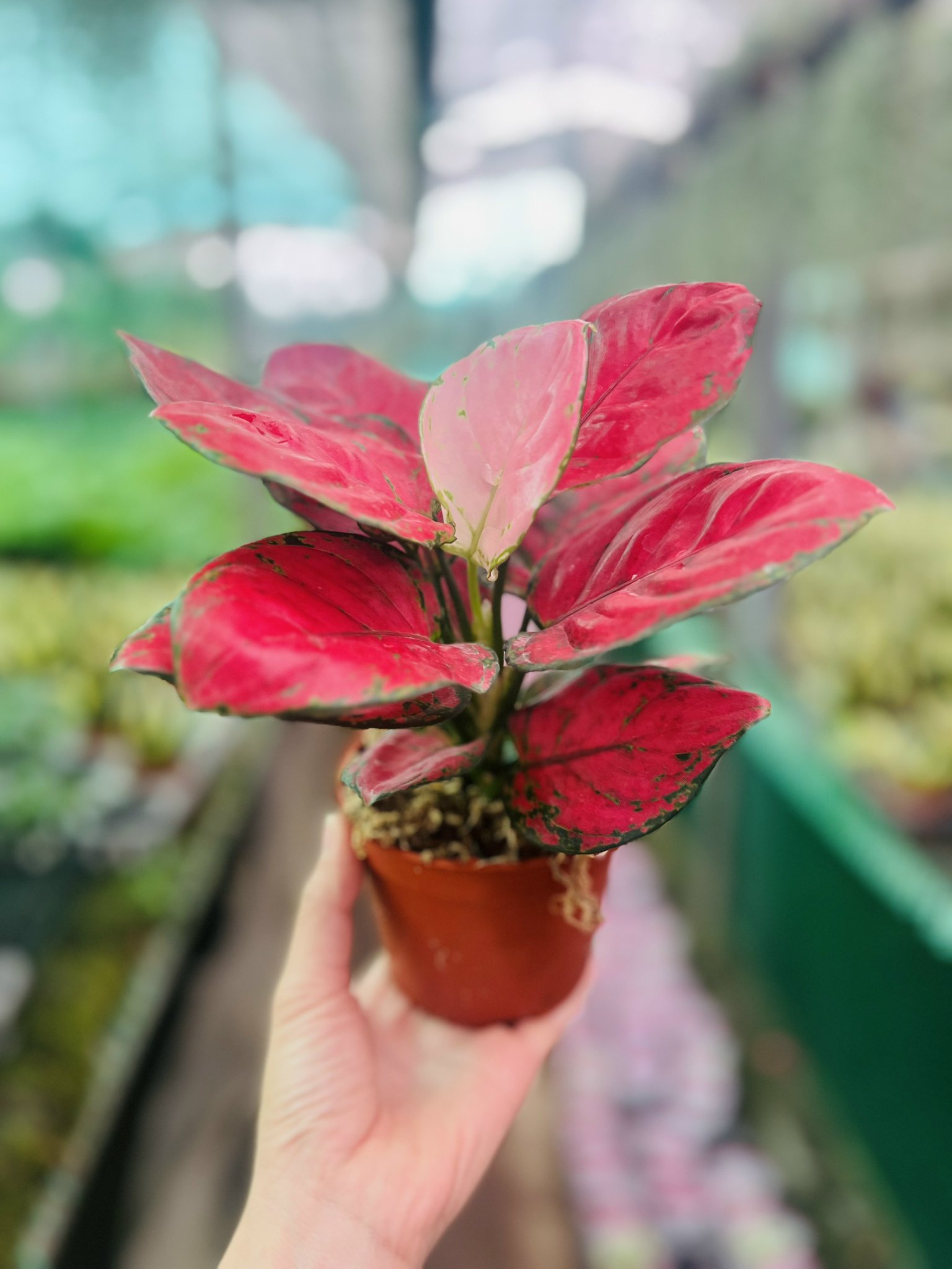 z5050064534851_0bba9b534608c6af296ca7b5422dfbd1