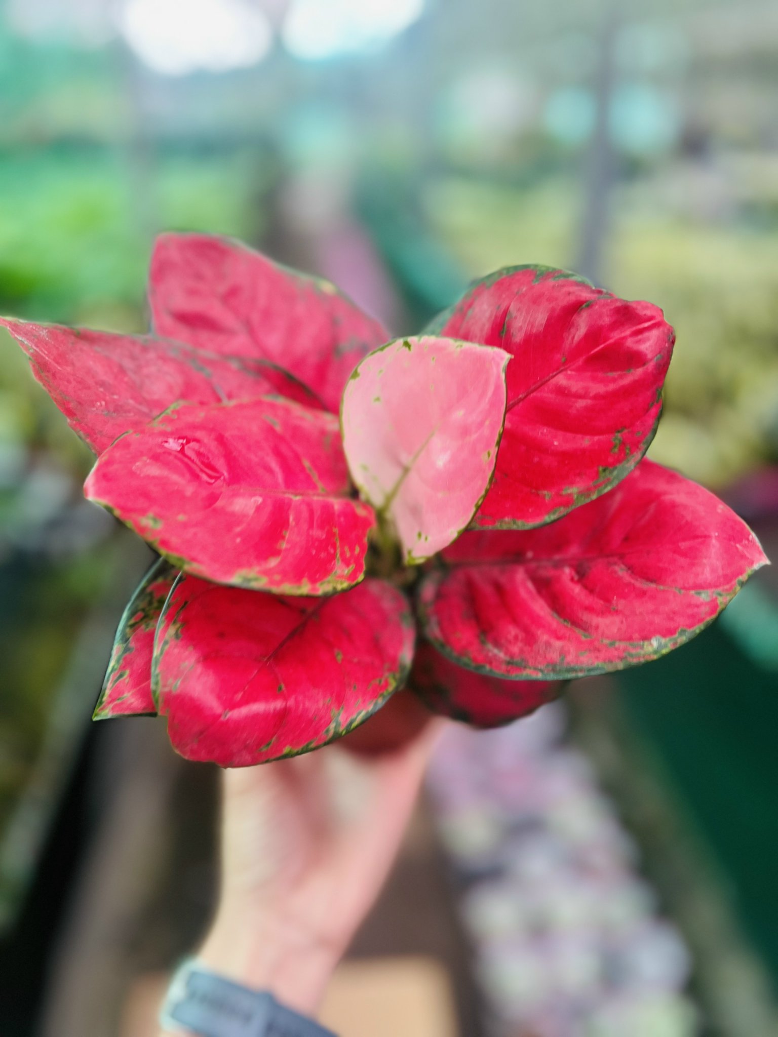 z5050064560108_5bfa2eb9bb2d6f088bc073291f0a9a85