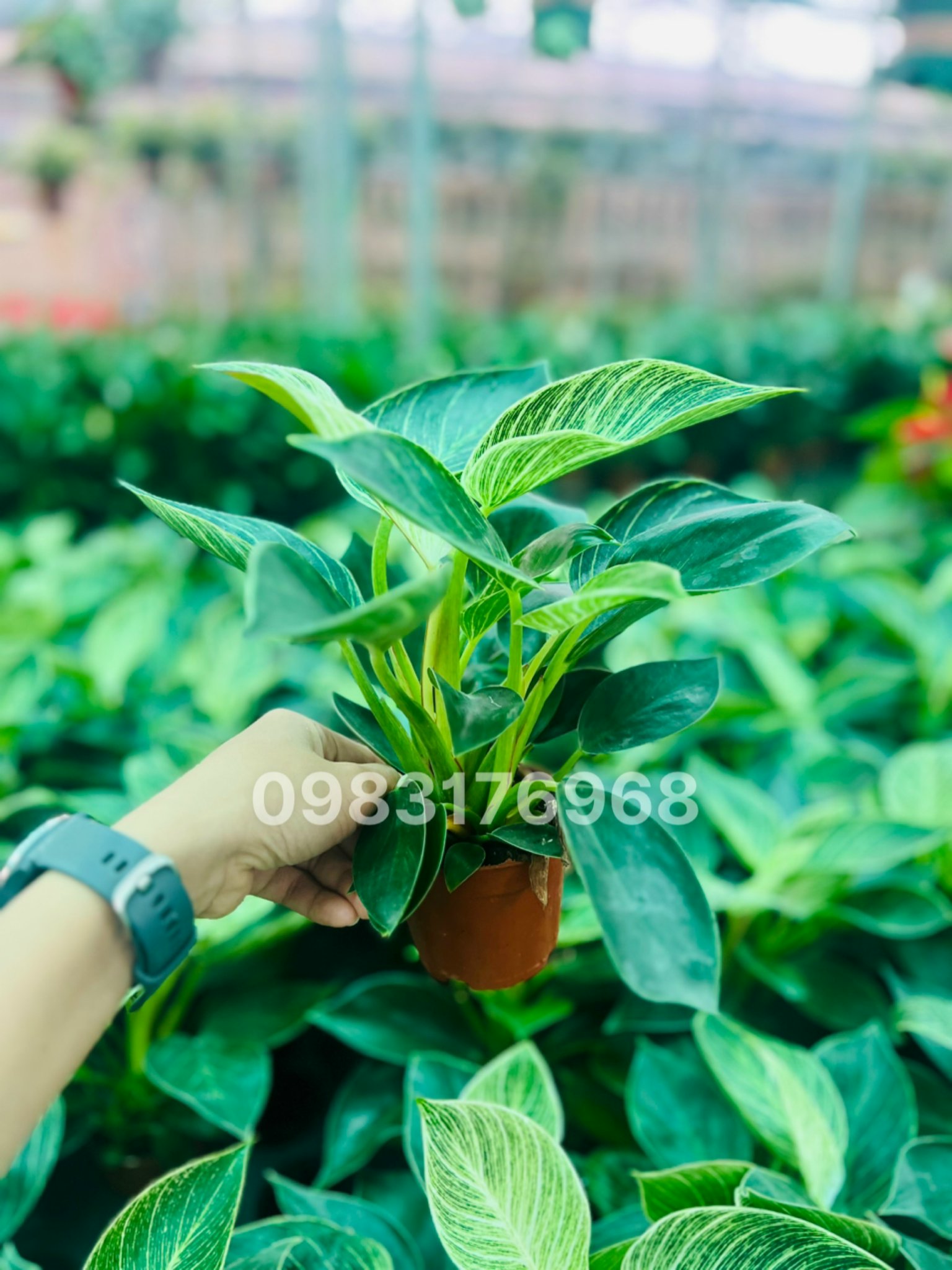 z5050078935368_612a259623bb341fe1c9d959d43ca30d