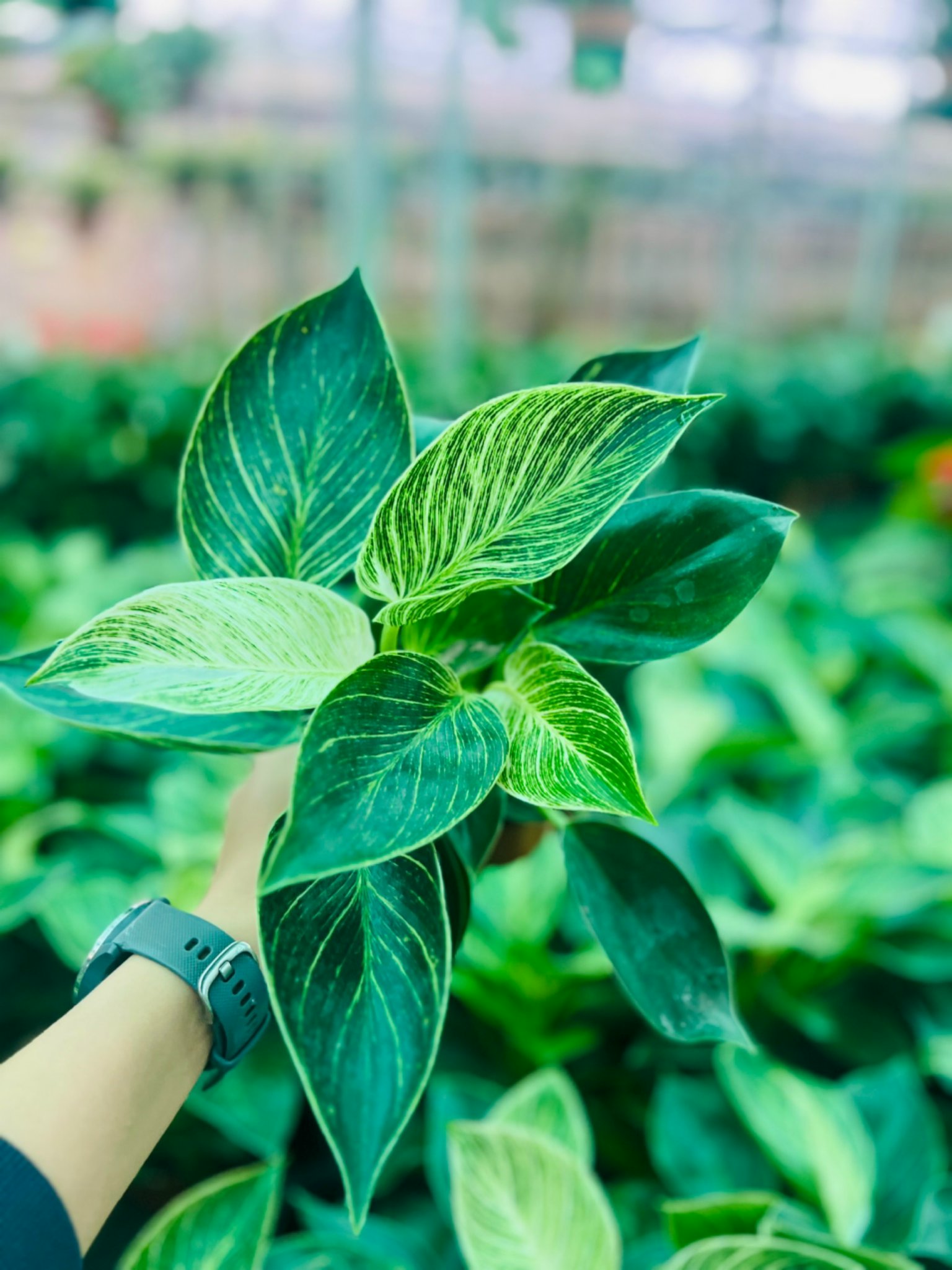 z5050078959914_d68f02a8f756d2eb575d4846f643269b