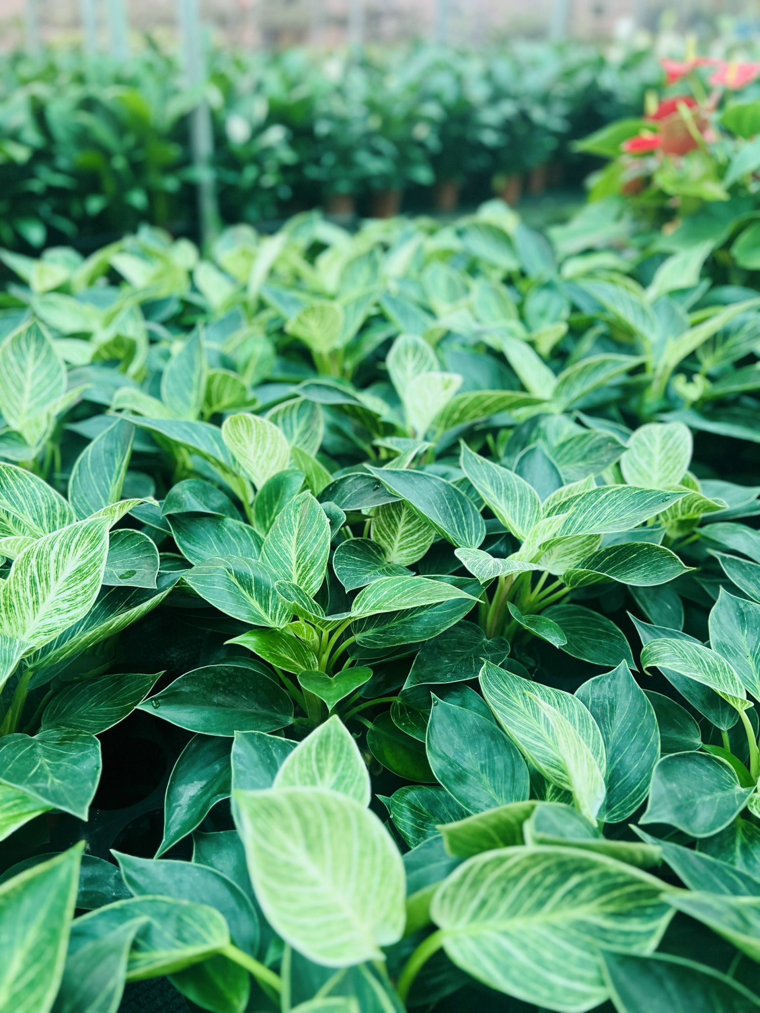 z5050079024763_2348994cd34286d6af377ef75c220e8c