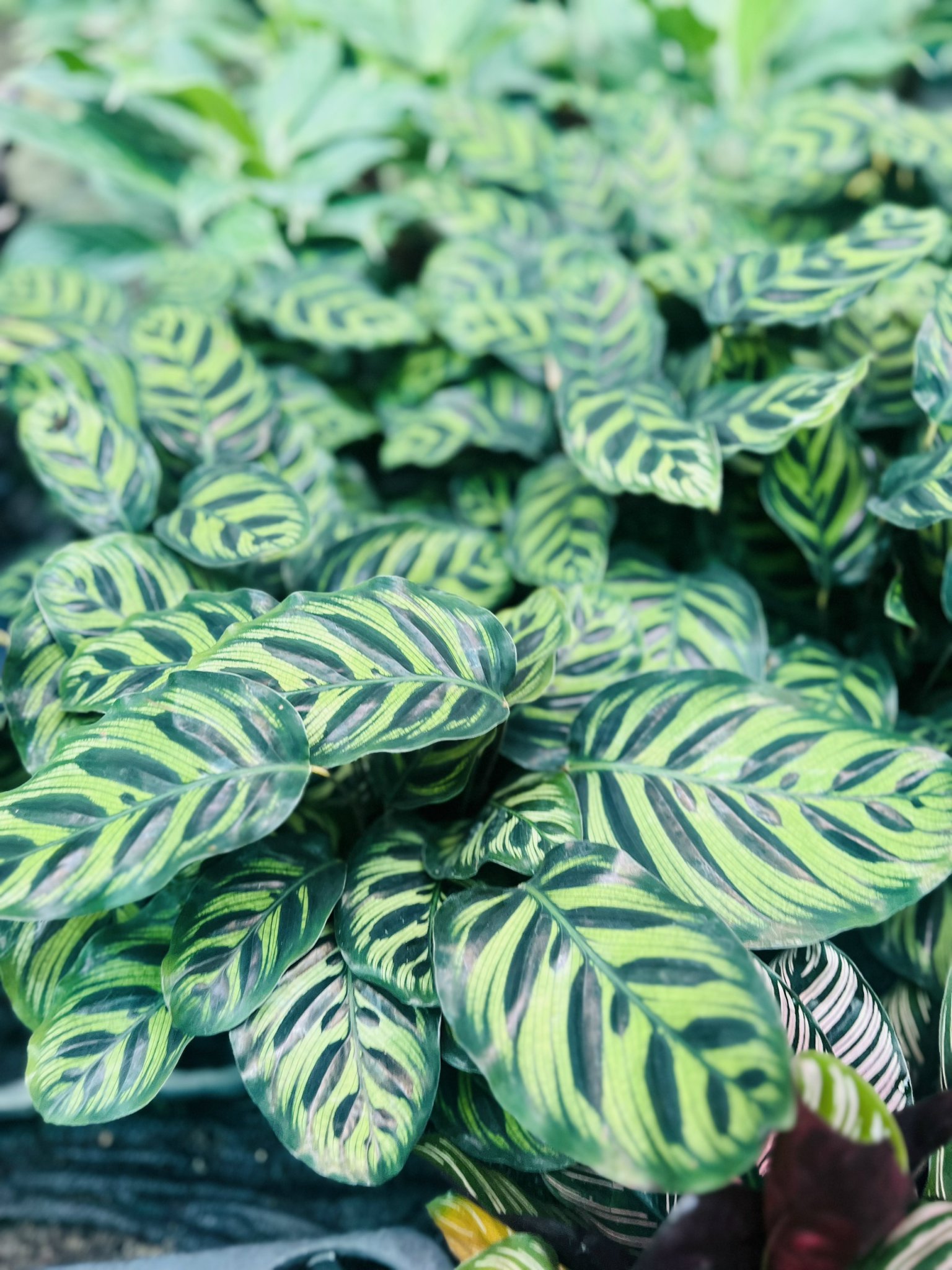 z5050085945570_07042b0784ea8fa0e2918d3db6361a93