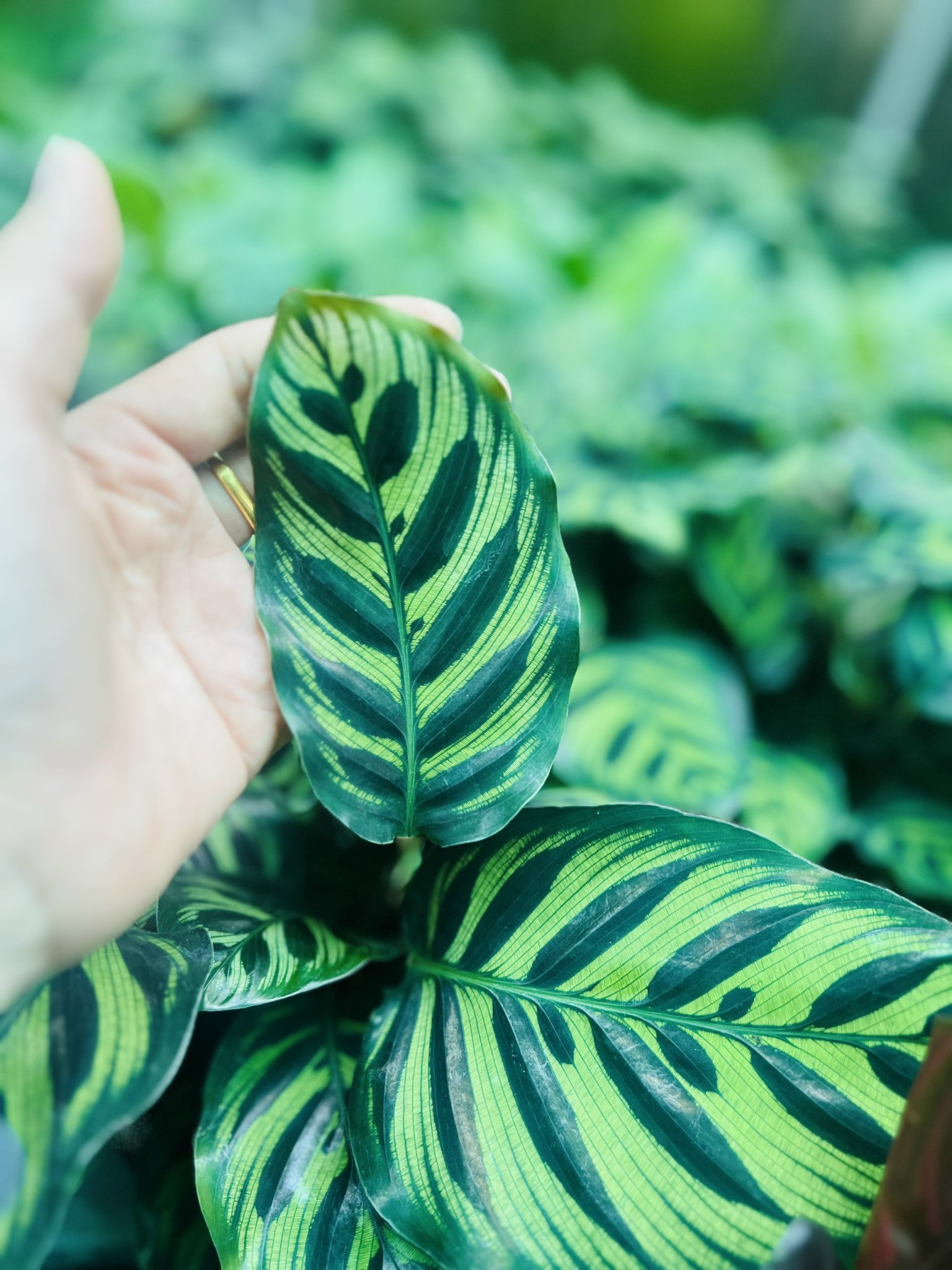 z5050085982570_1235306d0b62a4d985902300e63d4c2f