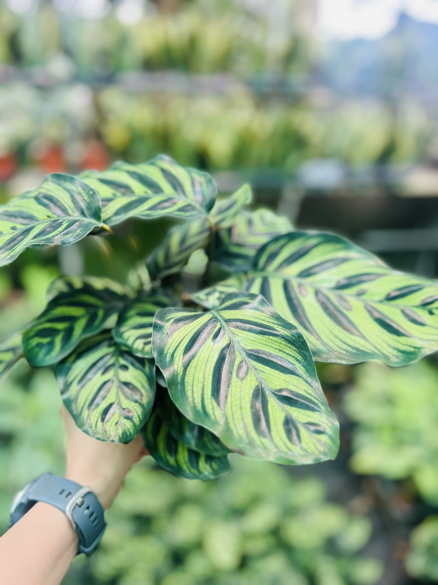 z5050086011444_2d25eea46ce981a7e7bf4f5d05816e8f