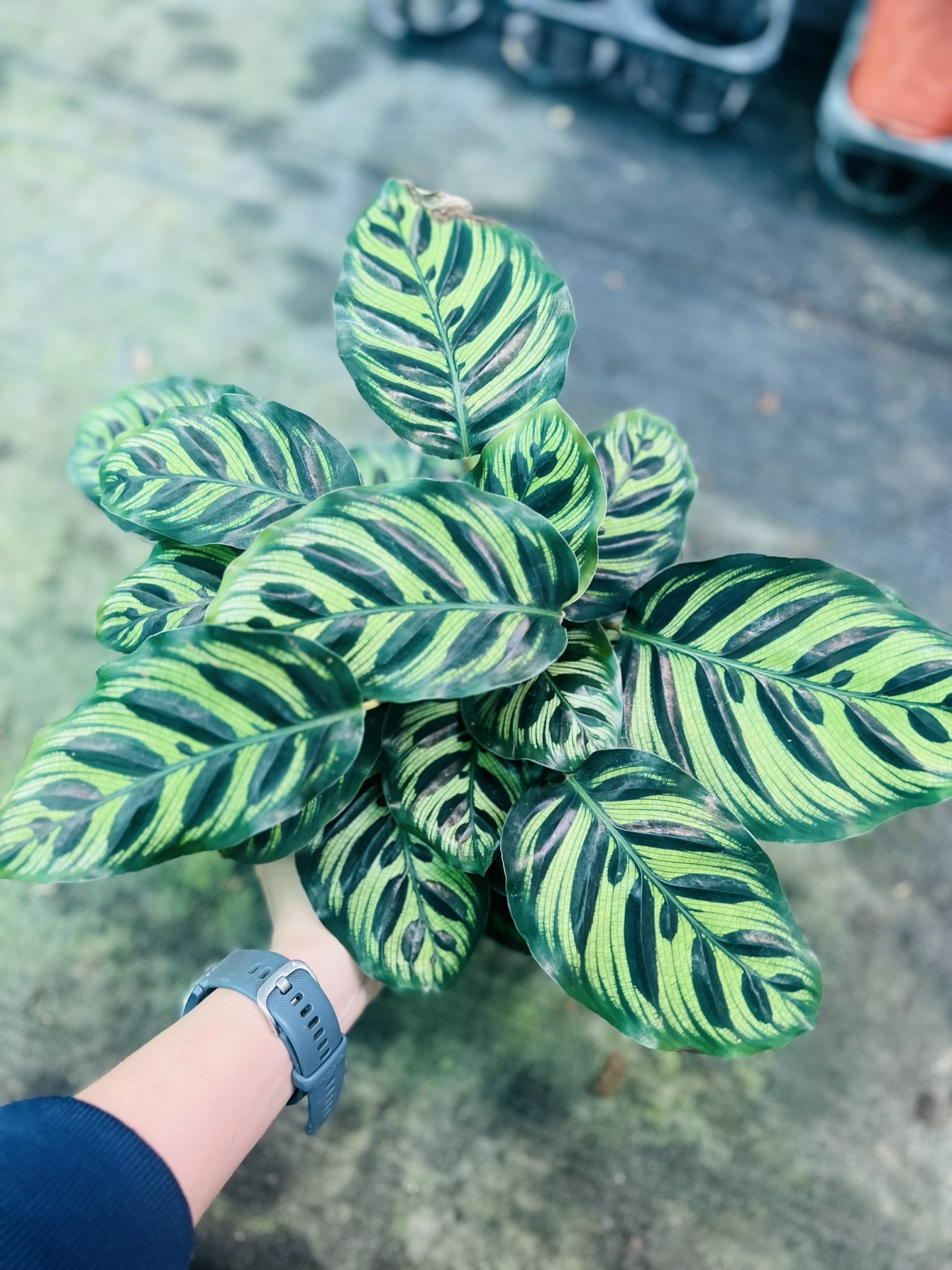 z5050086063287_d483b8021e6bfc2599d9083d9abec646