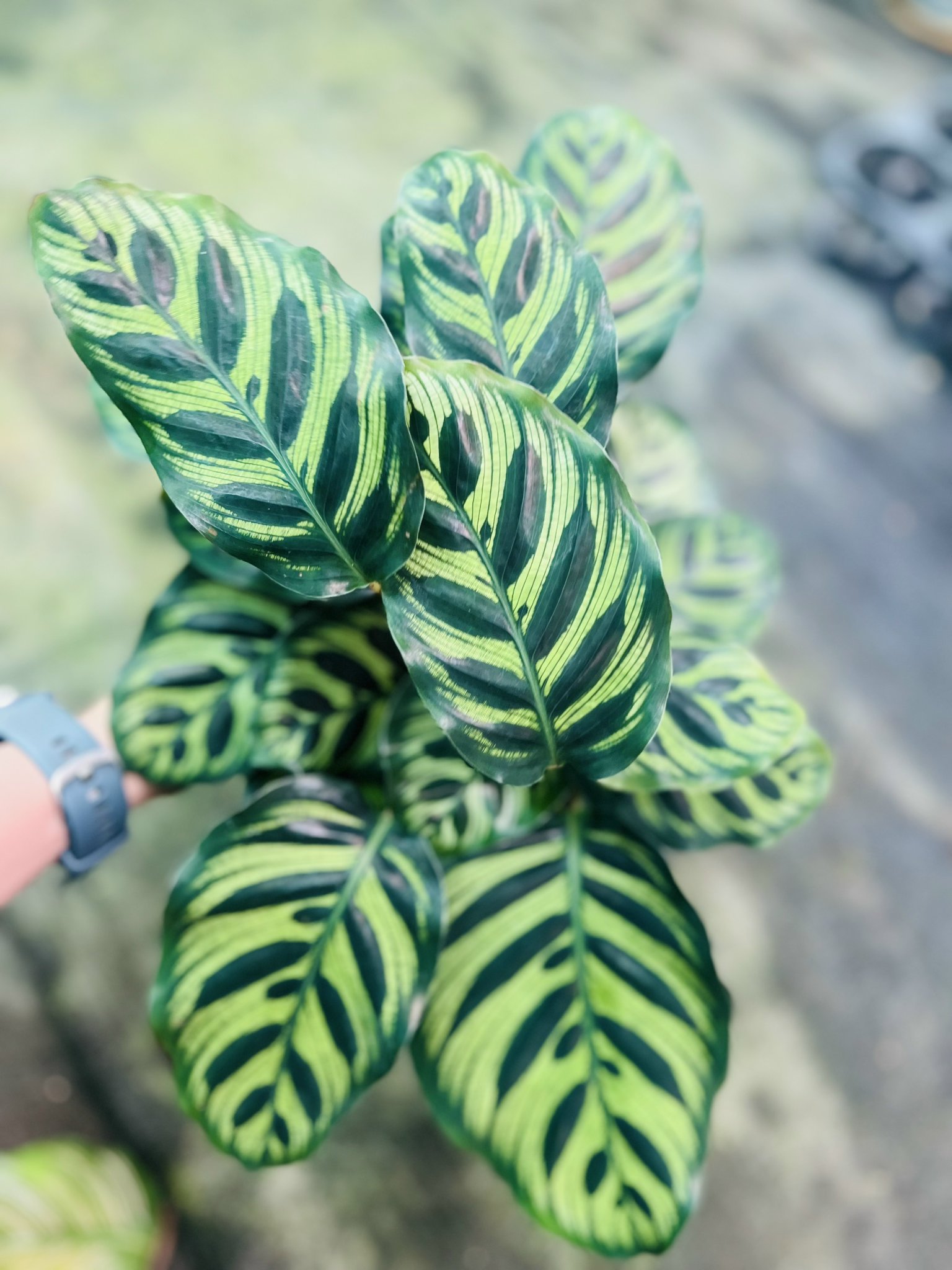 z5050086080554_68d975679e365547202d1a20069c4660