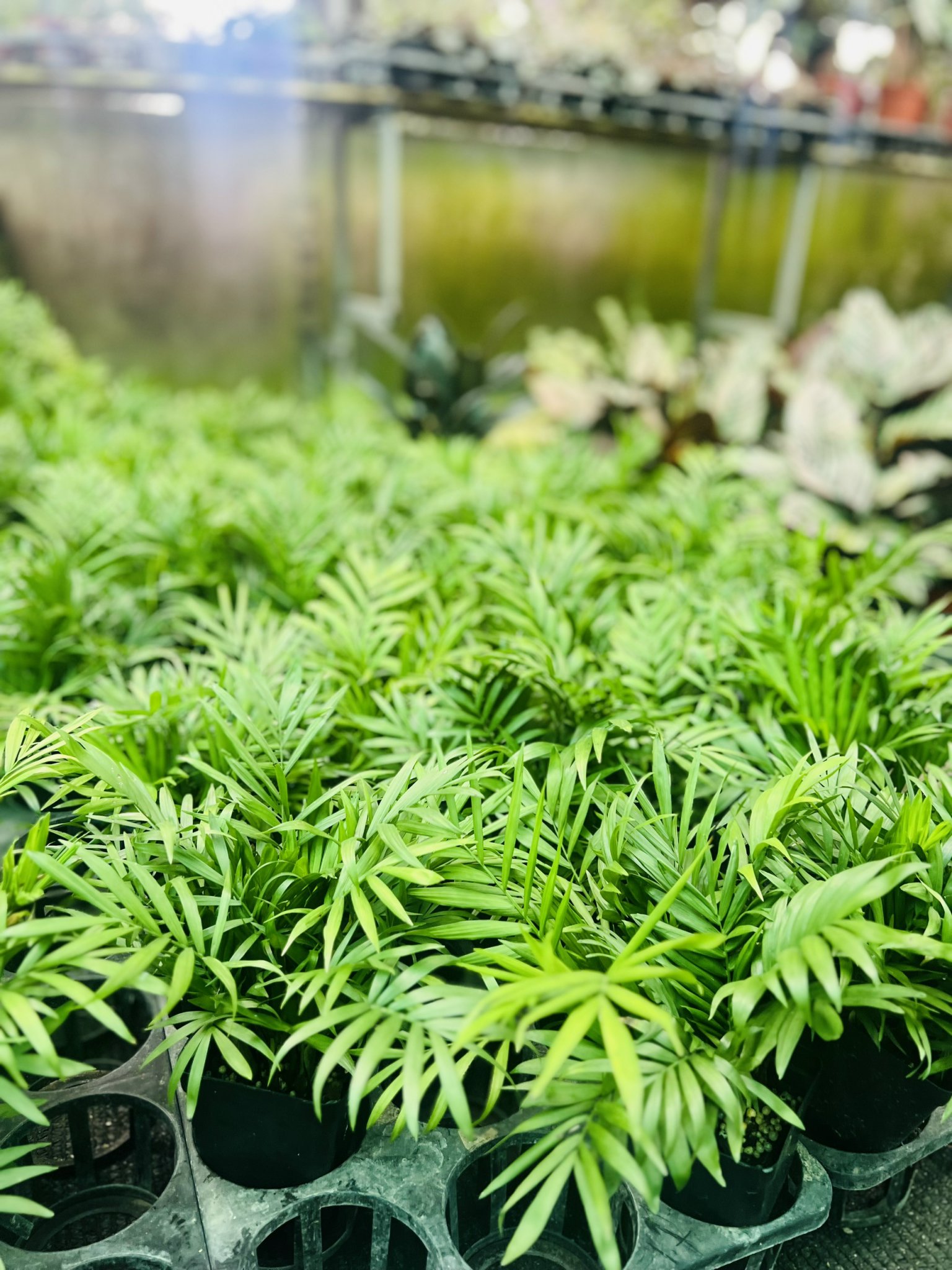 z5050107812851_539bc4daa2fe58f4e1f666810c3c6293