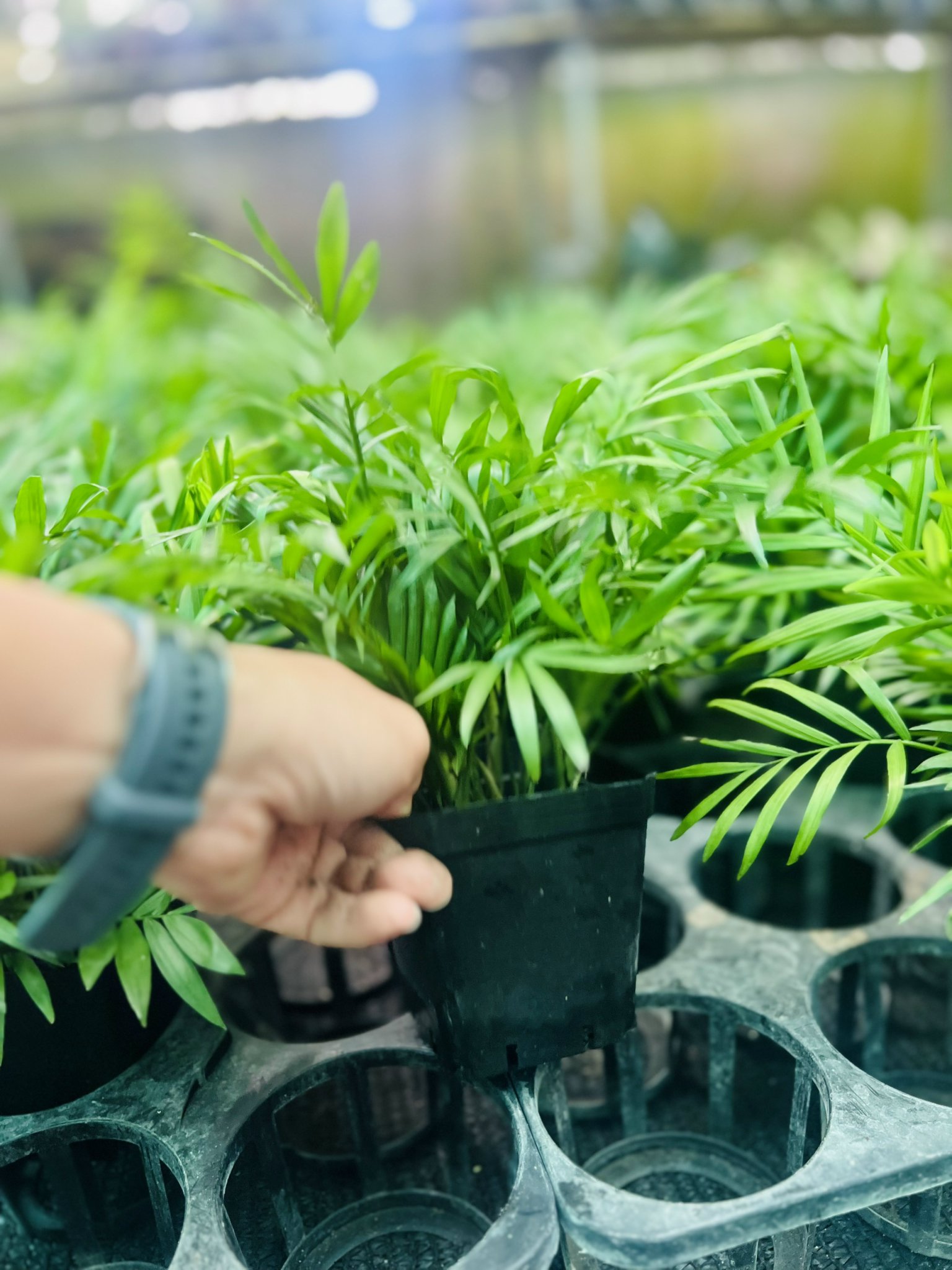 z5050107914306_d10cb4e75506e629e14183a54141d1dc