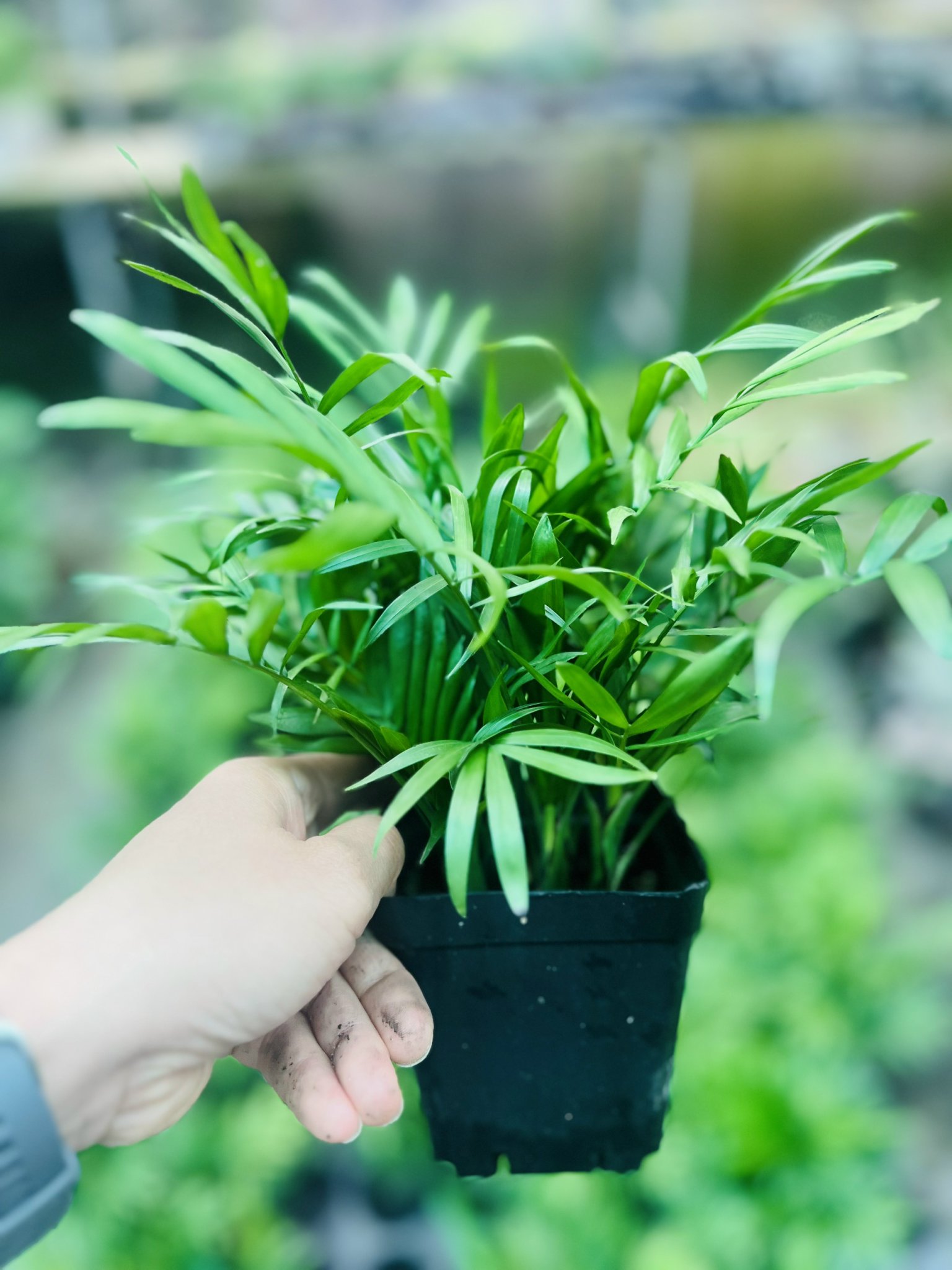 z5050108005537_eca8c7a464c5e3d2ac689b5ed2264cc4