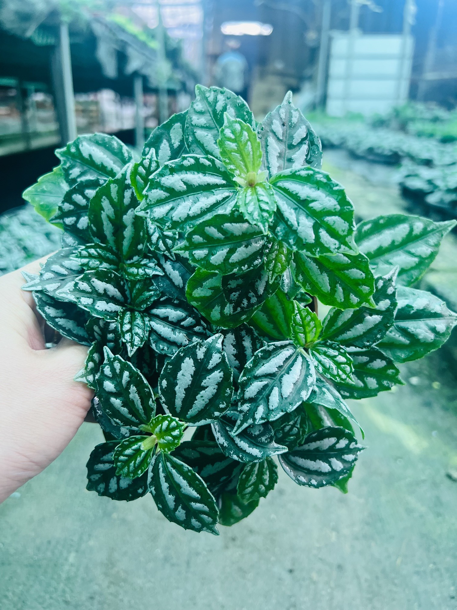 z5050116601947_07ef1a55ebe41d3caa4cc02df310b24d