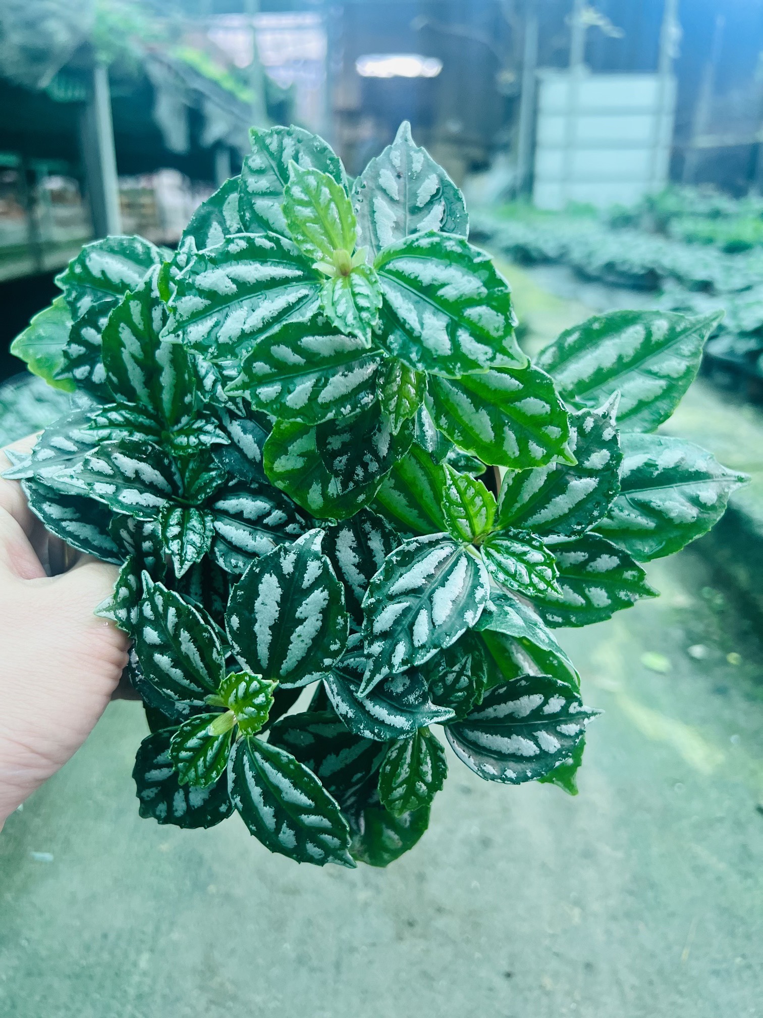 z5050116662111_32fe3c96400d9c297f68730419645dc5