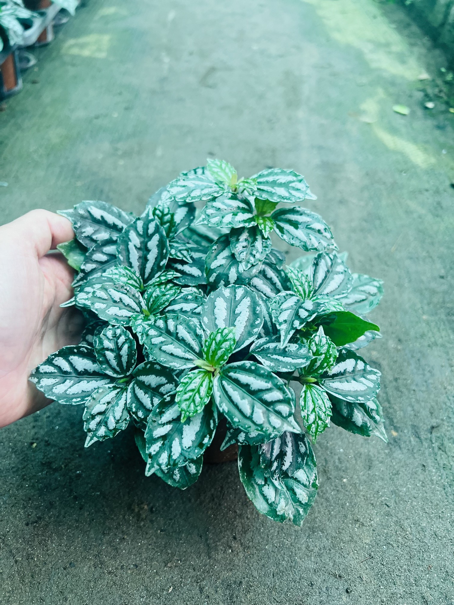 z5050116725820_de1ce1da7358eae02c0f5c887ba14460