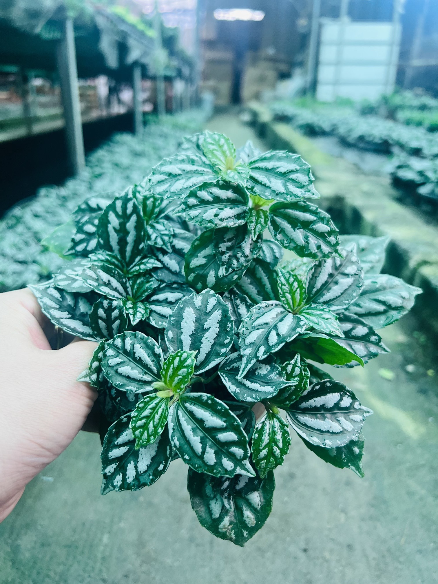 z5050116775517_996302a23e8a4f330381c63b68925d33