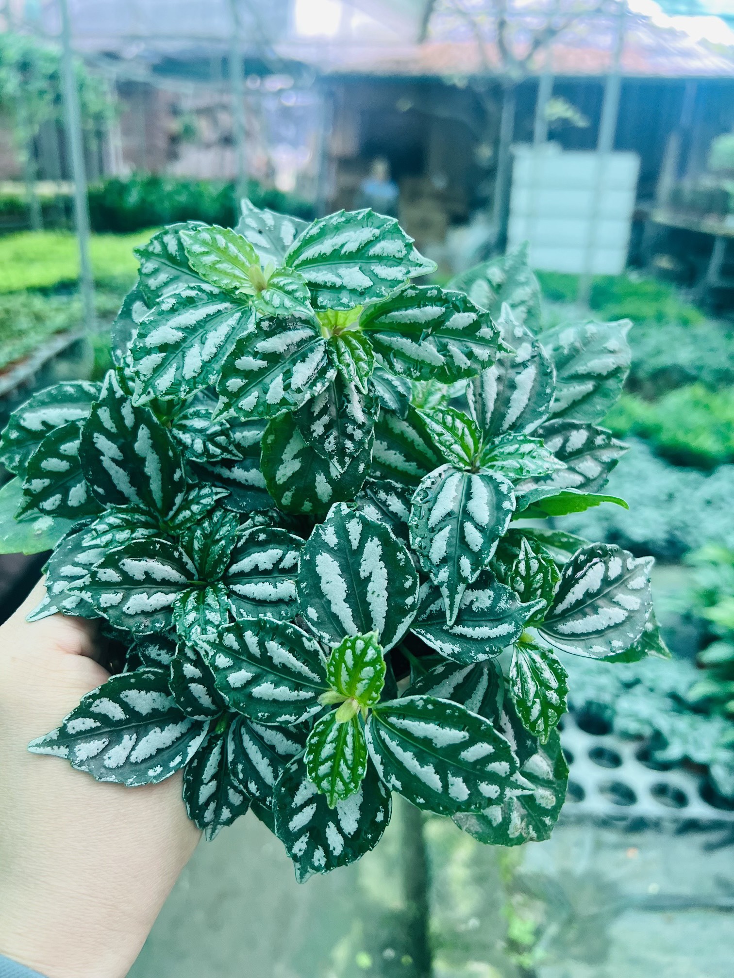 z5050116814597_a184385dfde377abe068fd1b447b0c9f