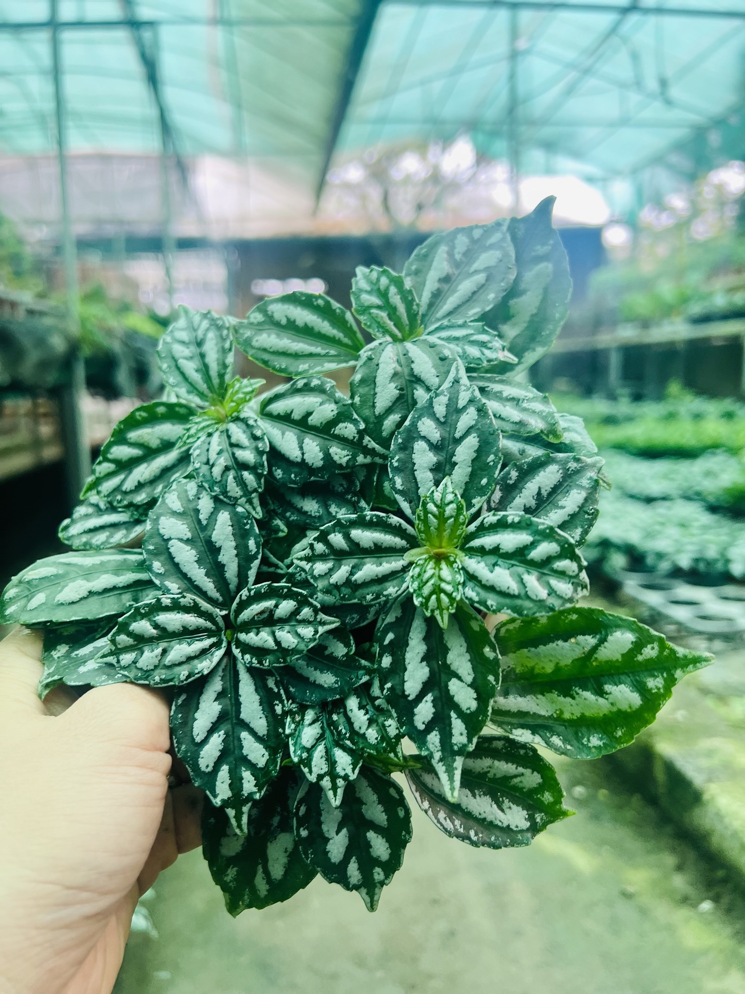 z5050116844706_aac94f80be92dceea0cff532cc39fd7b