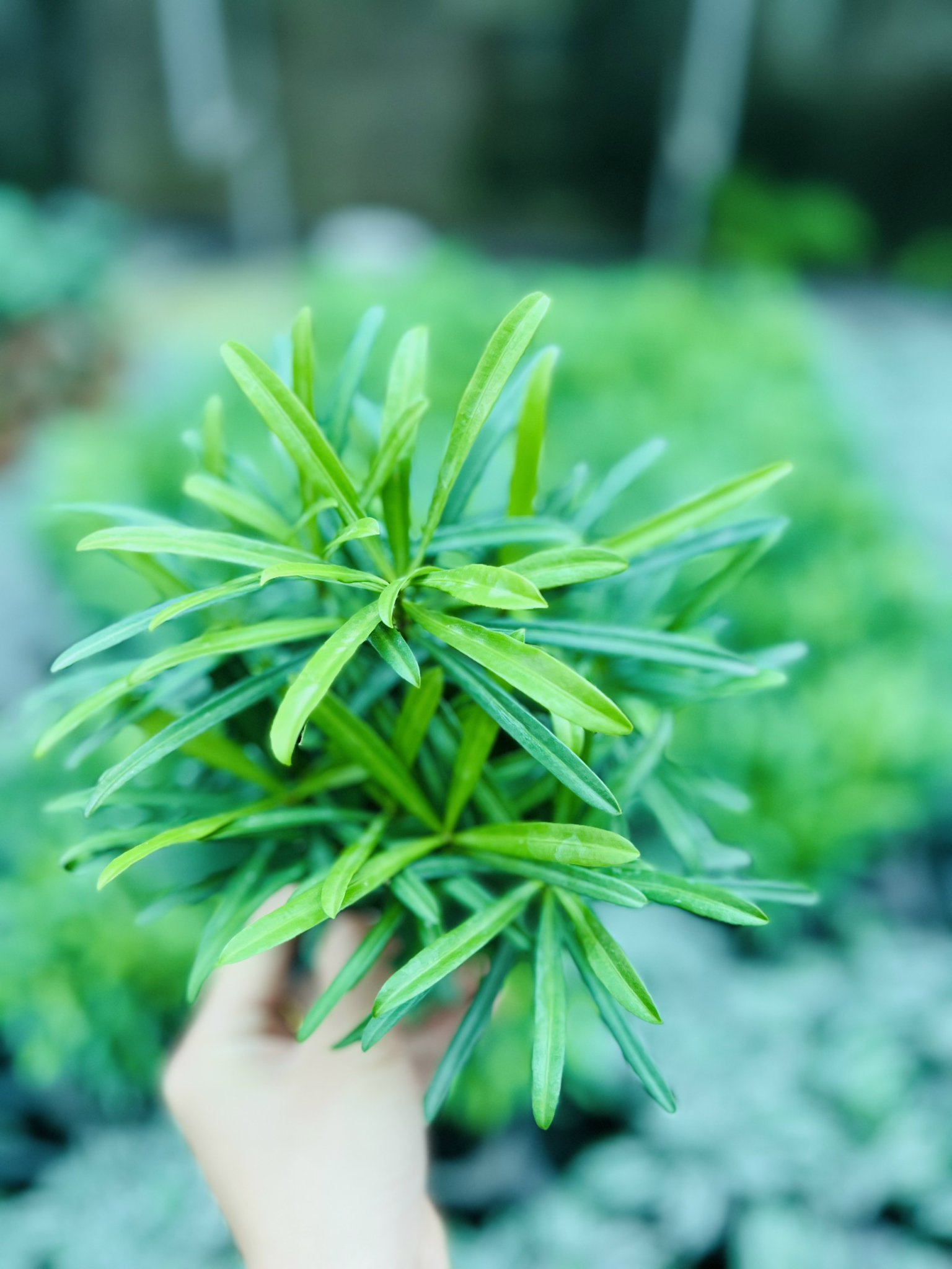 z5050134465384_5f6b9d28a81f2c01299307a548ba530b