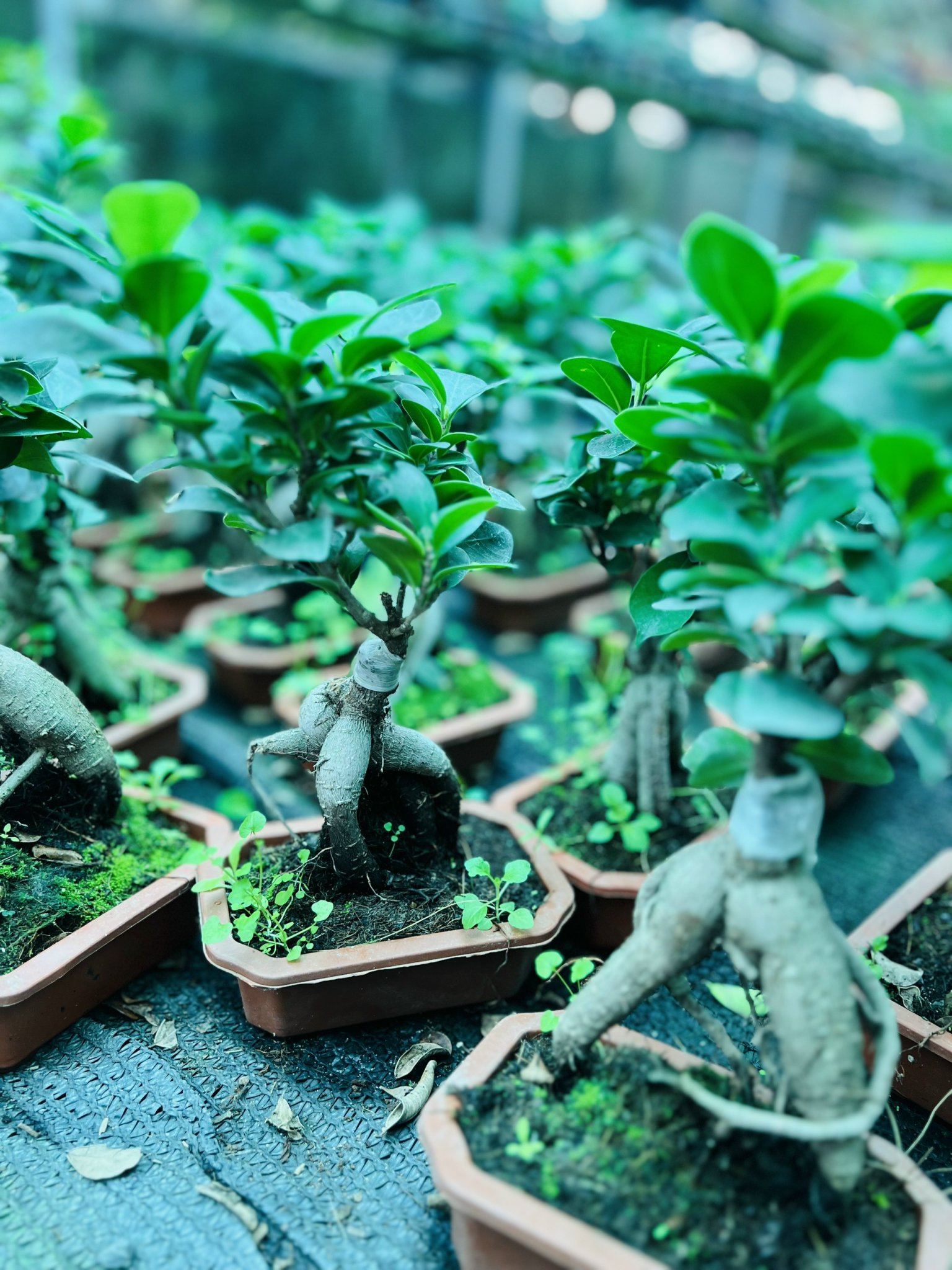 z5050160971280_017215512026d88485856fb17b1a8de7