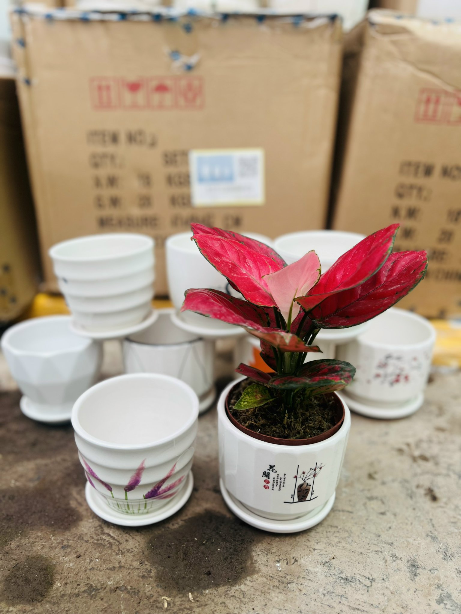 z5051205481344_119d0c52e3de9b33671baab7567a6af4