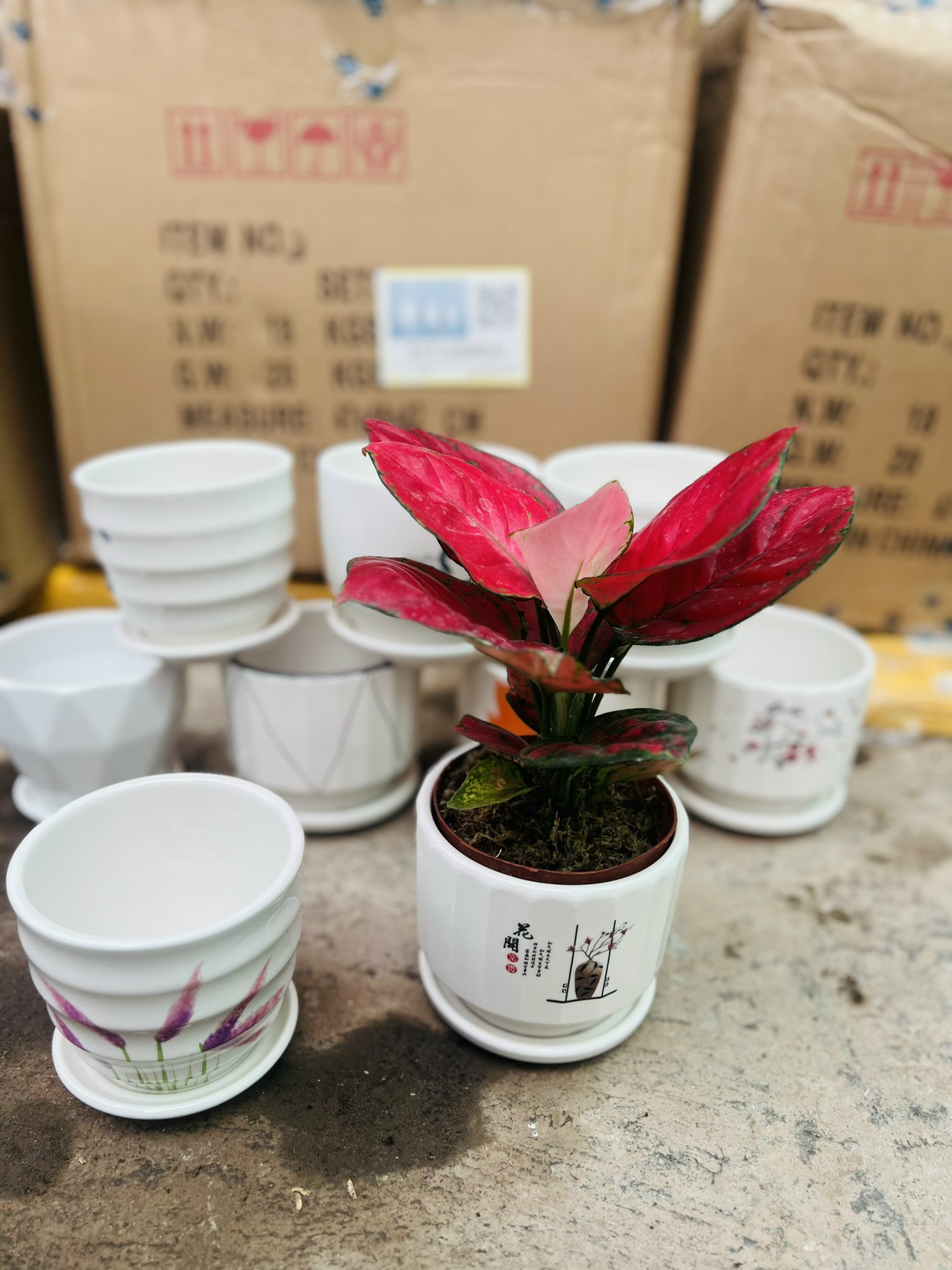 z5051205485866_282fabbe75e57f0361680a86dc265e95