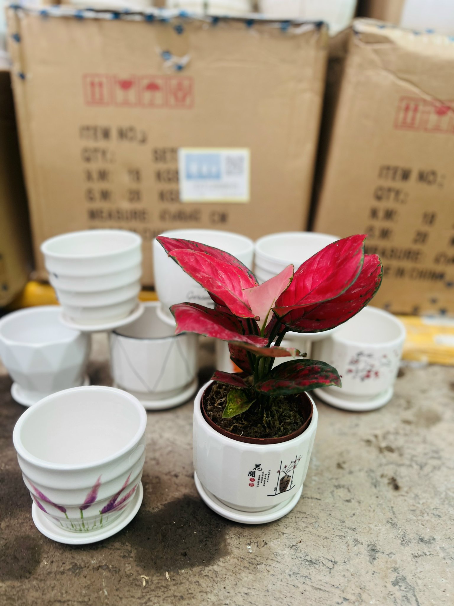 z5051205492246_cf01572b637b914279894a78bf542f63