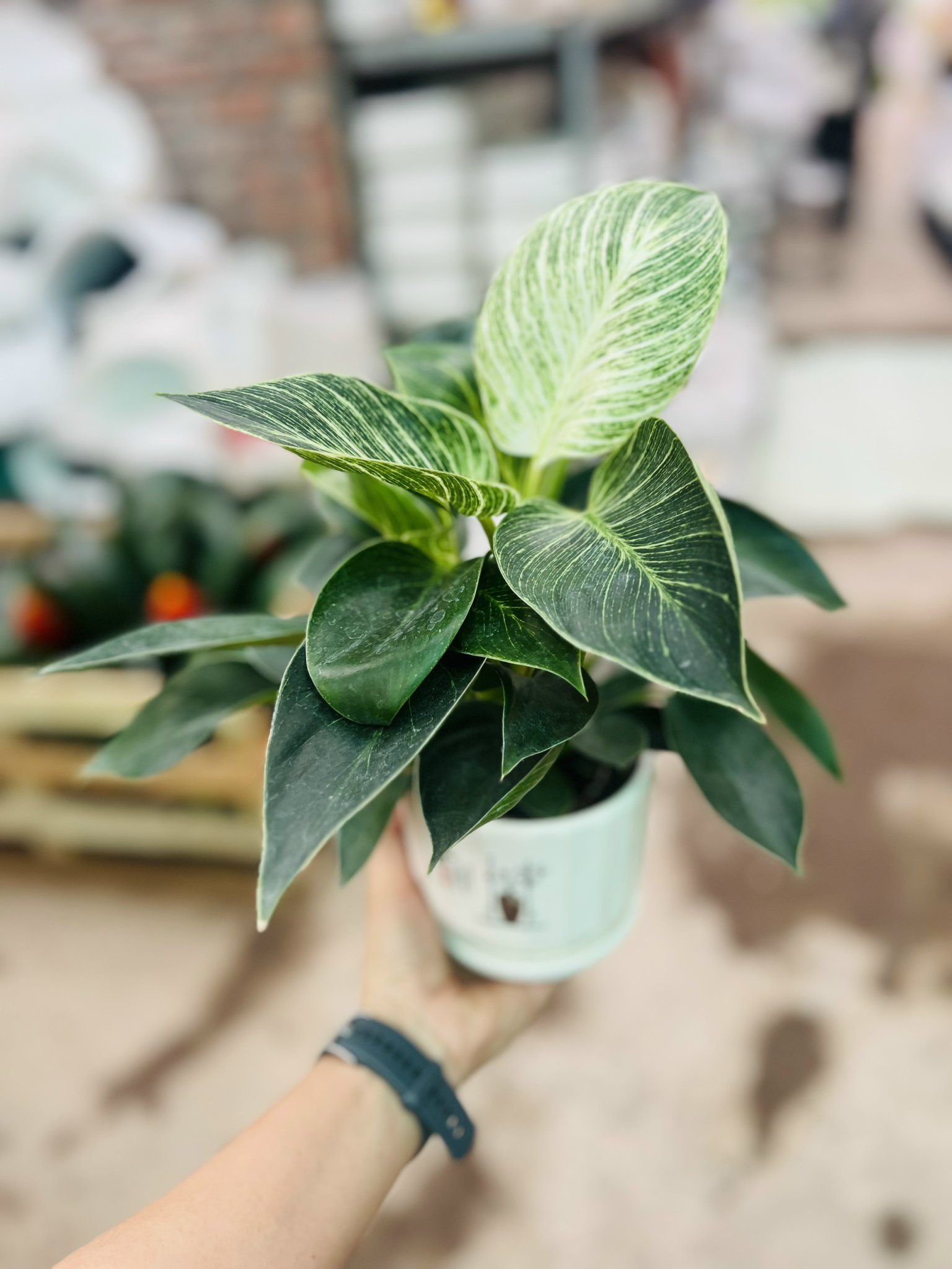 z5051205493979_6d15058e31497947a0557c1cf6e8e2db