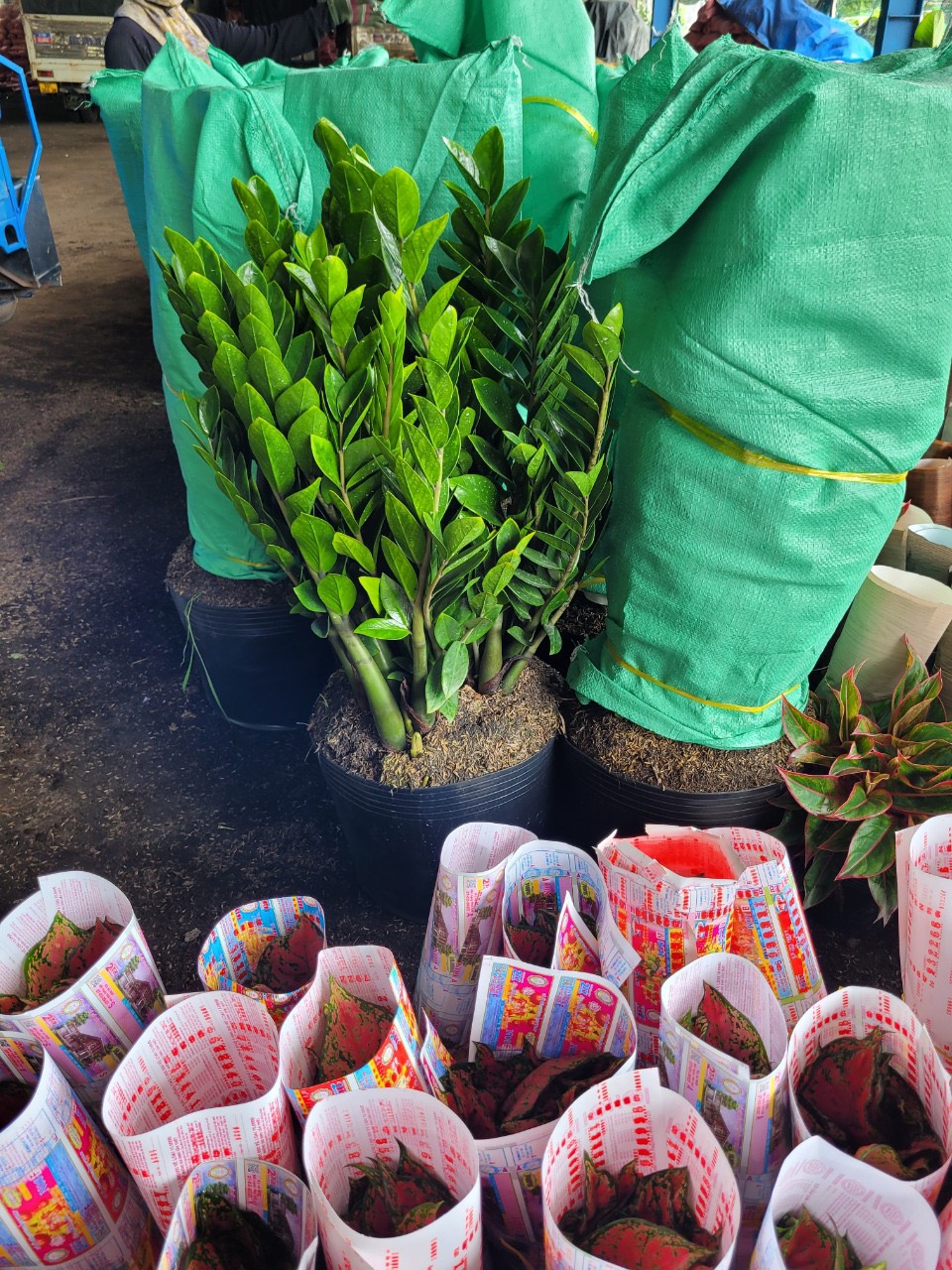 z5051594669987_5e432c0e51af4d7a799fec60a42e0662