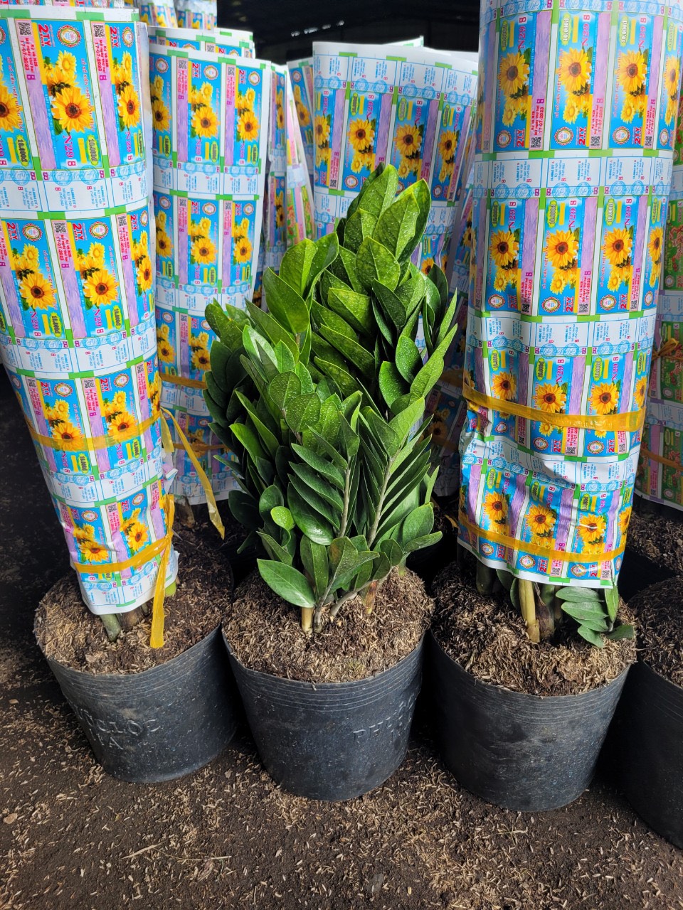 z5051594678992_652e0bac6b3be6cc211d541b00e3c9a5