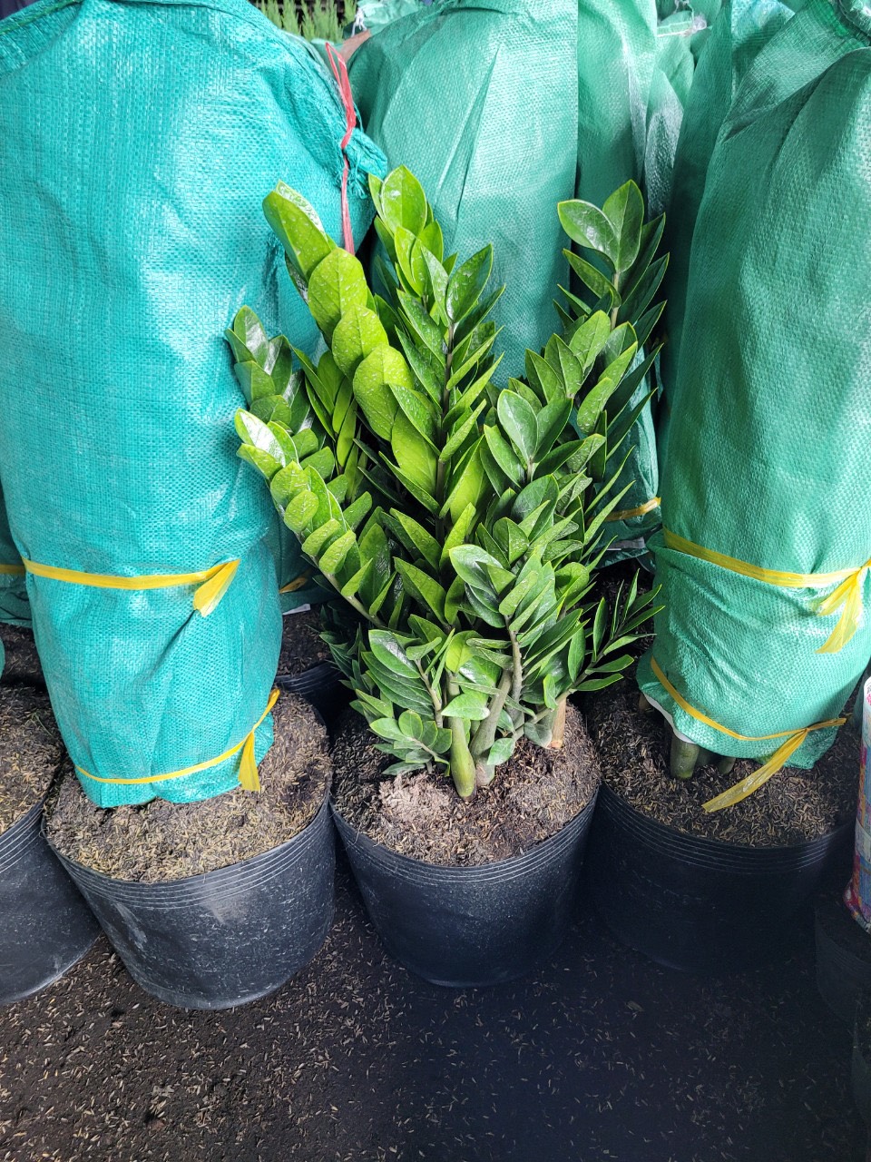 z5051594707374_9fc7a57ed3eb1484bc065abf5bcc9042