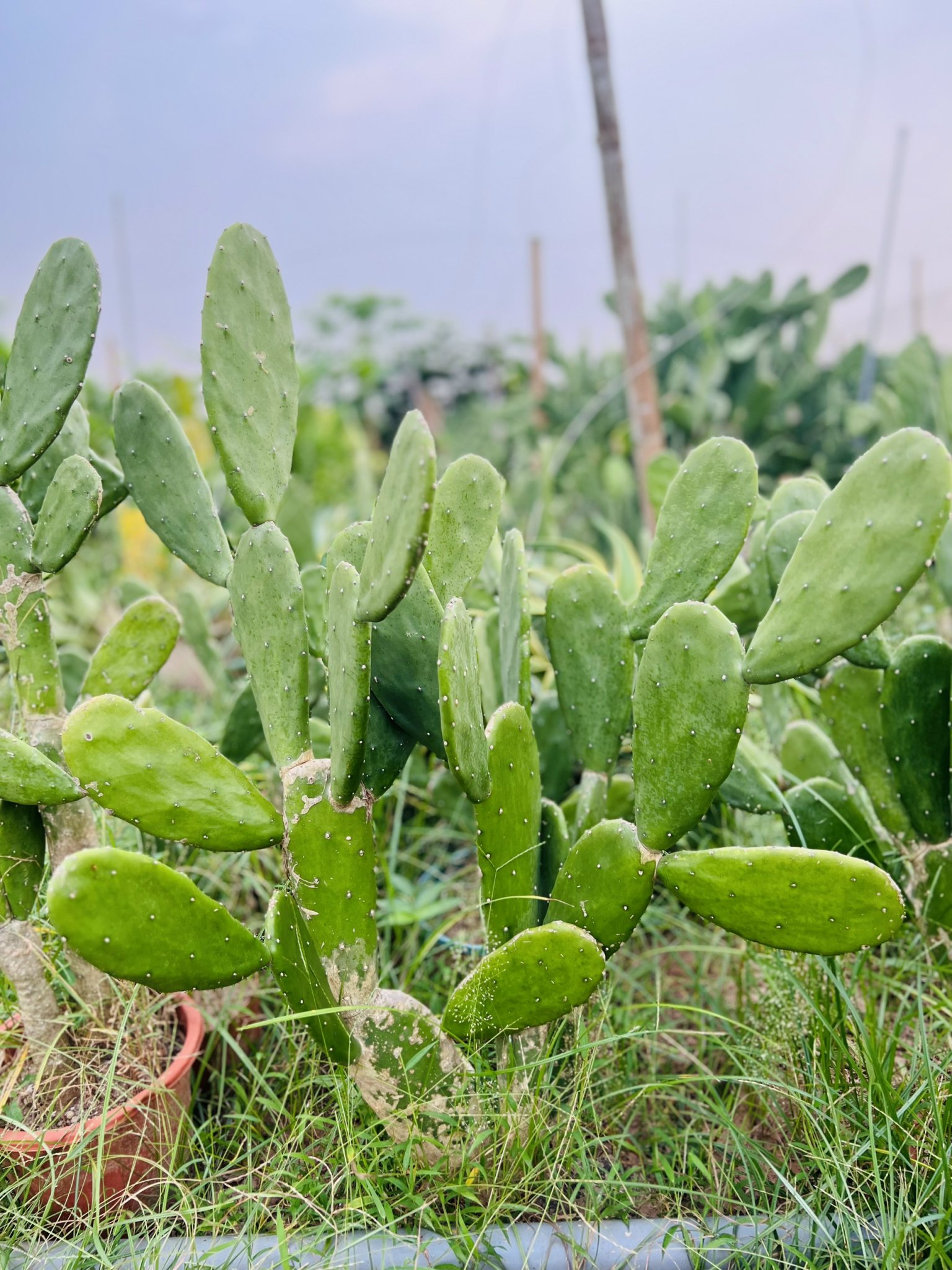 z5051594771939_805088cac69567e85bd7083c3a13fbeb