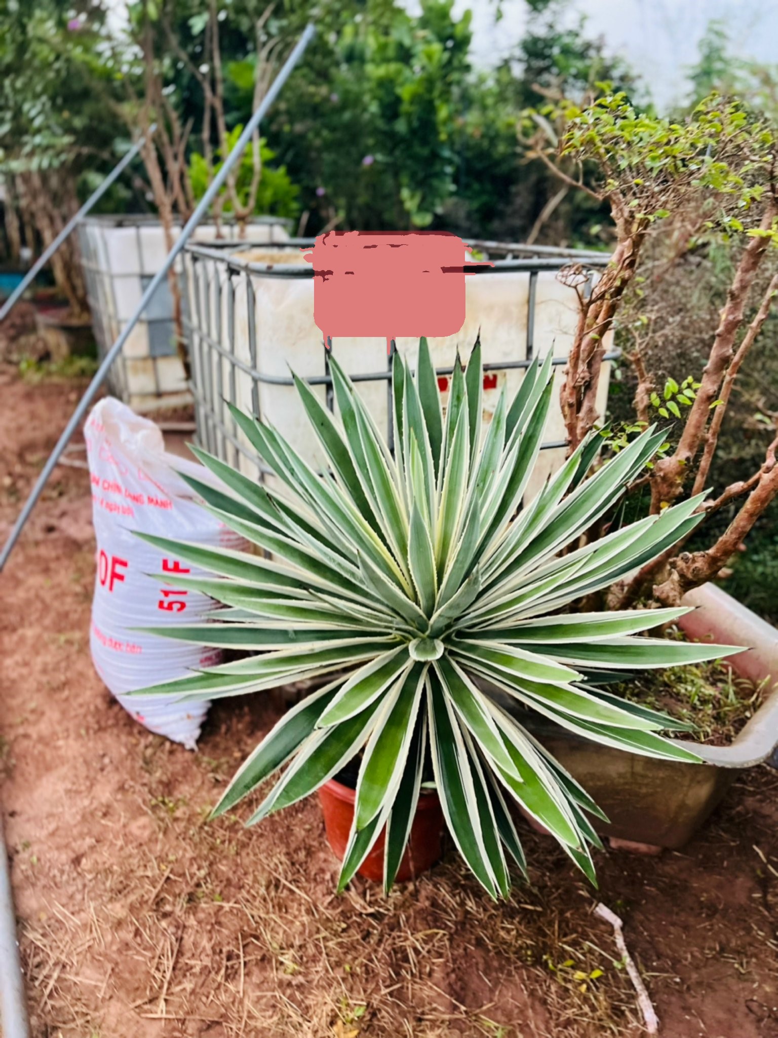 z5051595143415_3bce9b6561431b62b9f5cf03a8ce62ef